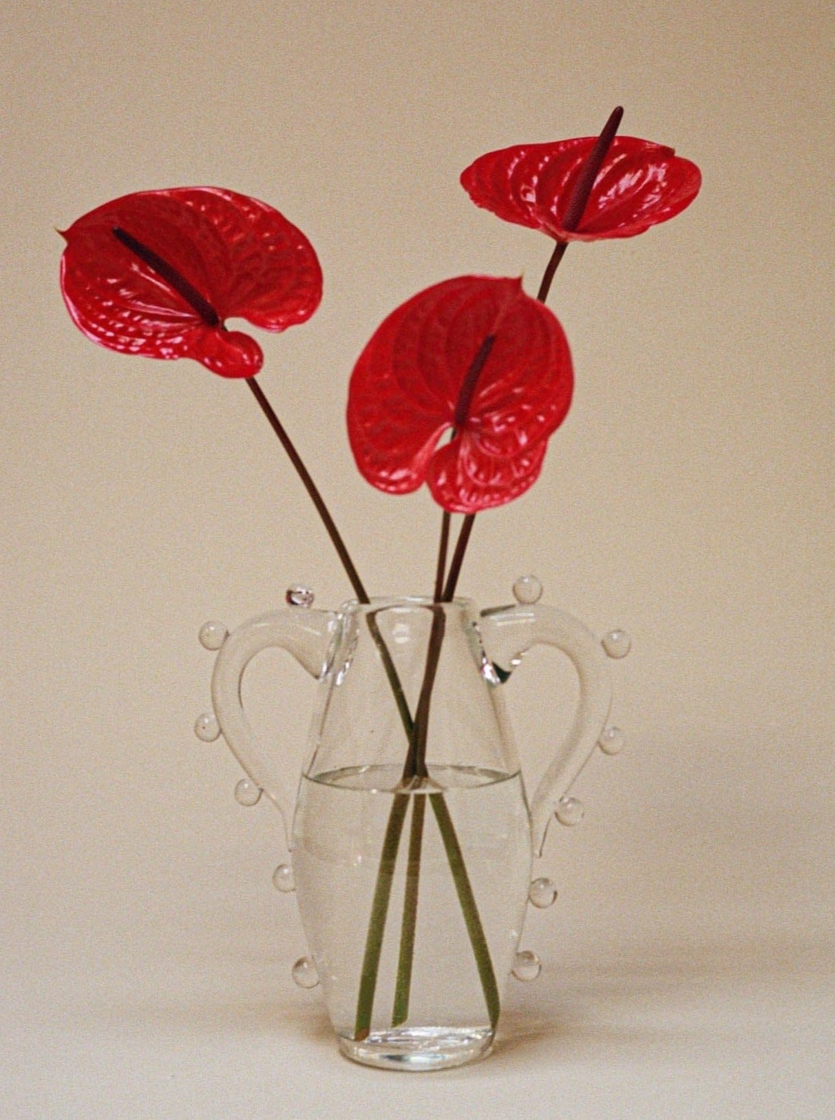 The La Vitalité Vase by Sophie Lou Jacobsen, a clear minimalist glass design with handles, is partially filled with water and showcases three vibrant red anthurium flowers. Their glossy, long stems are elegantly arranged against a neutral background, creating a striking contemporary piece.
