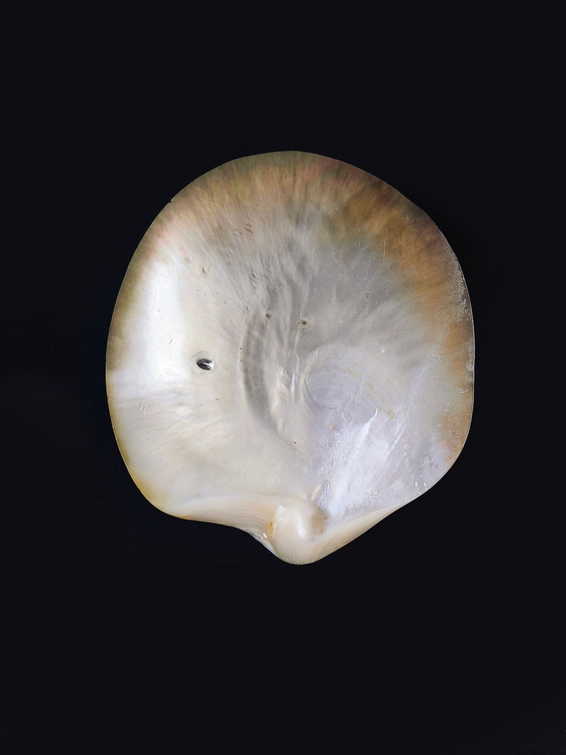 Mother-of-pearl vide-poches with iridescent shell interior