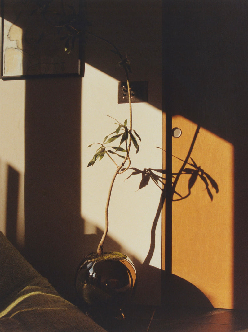 A slender plant in a round, stainless steel Selene Planter by MUHLY stands against a sunlit wall, casting a shadow on the adjacent door. The scene is softly lit by golden sunlight, creating a warm and peaceful atmosphere. A couch is partially visible in the bottom left corner.