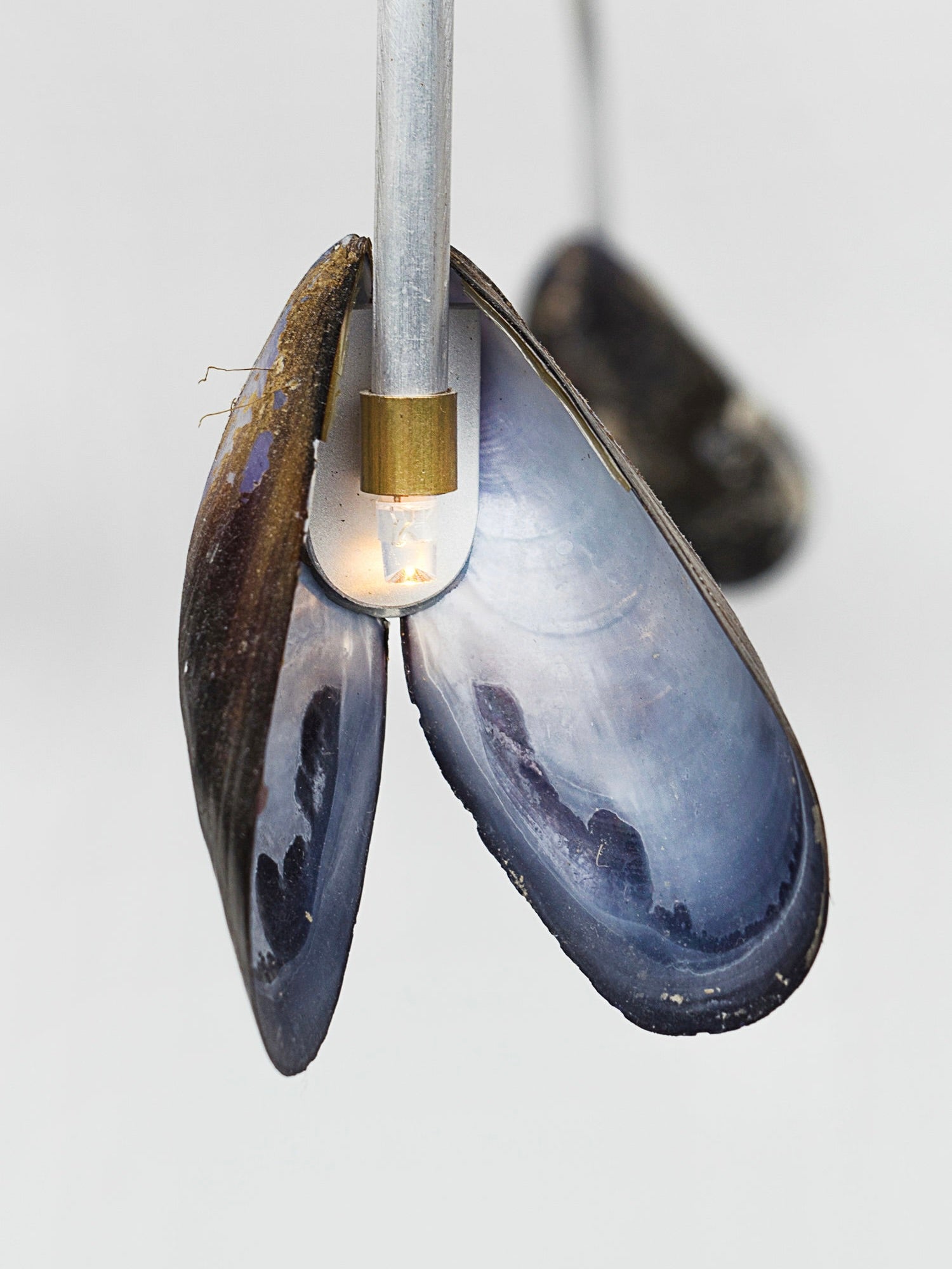 A close-up view of the Shell Light by Touch With Eyes reveals an open mussel shell containing a small light bulb. It emits a gentle glow, enhancing the mother-of-pearl interior. This handmade piece gracefully hangs from a metal light fixture, set against a simple backdrop, highlighting its distinctive elegance.