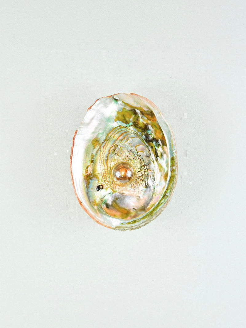 Abalone shell wall sconce showing iridescent interior nacre