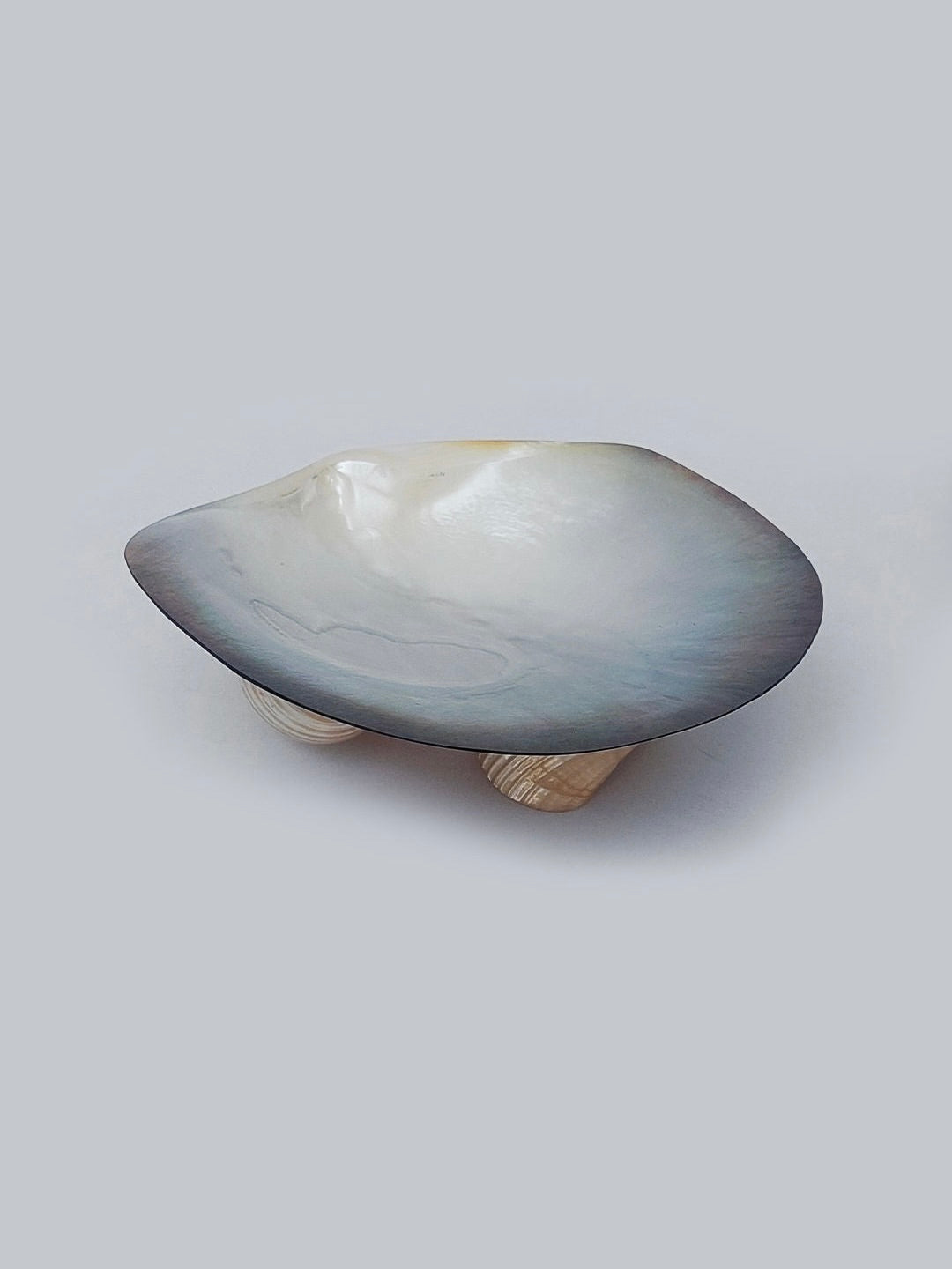 A minimalist image showcases the Les Objoies Mother-Of-Pearl Vide Poche, a polished shell bowl with a slightly iridescent finish and smooth, curved edges. The elegant piece rests on three small natural shells and is set against a solid light gray background that highlights its graceful simplicity.