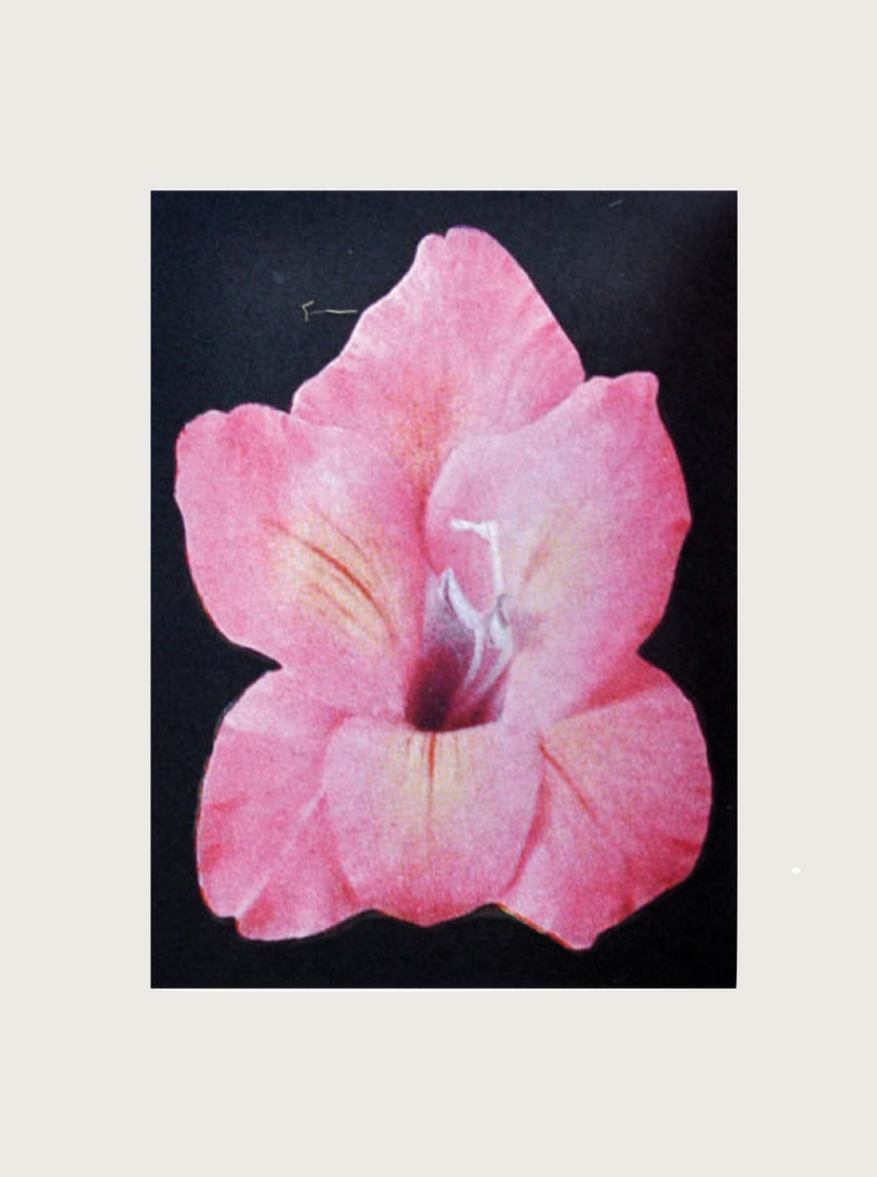 A close-up of a vibrant pink flower with delicate petals and a prominent white stamen, set against a dark background, evoking the artistic evolution of nature’s forms from Maison Plage's Ruth Van Beek The Oldest Thing collection.