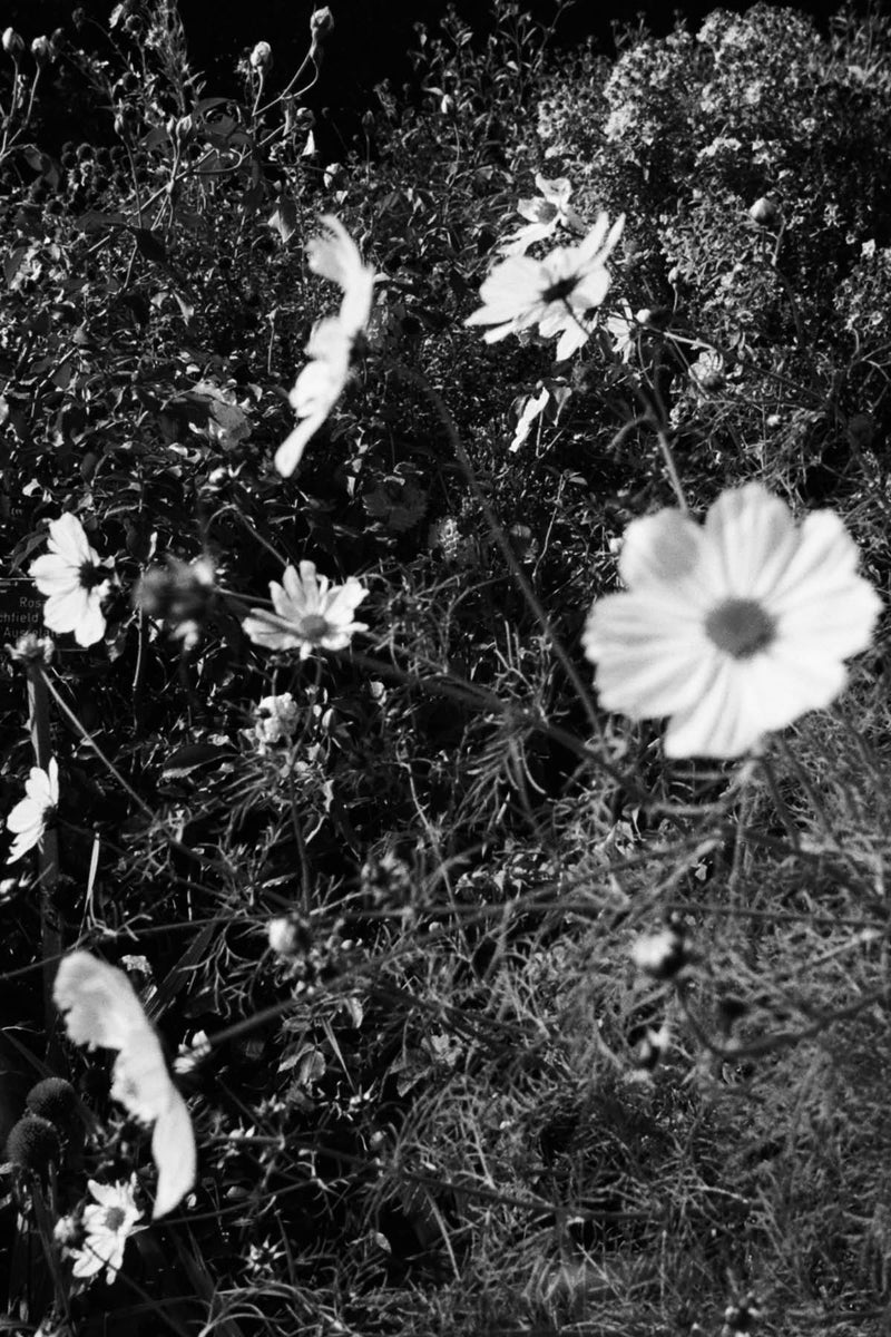 Cosmos Photography — detail view