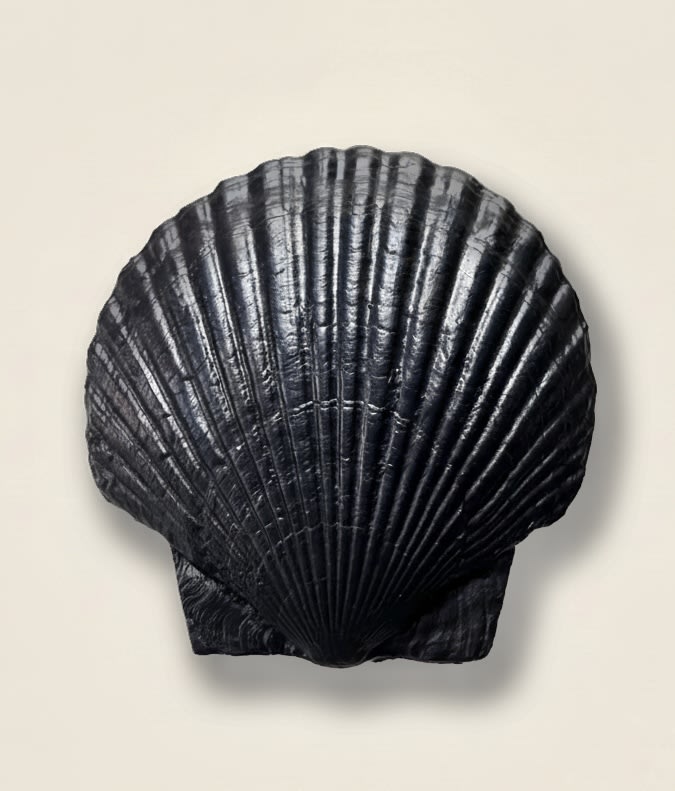 Fossil Shell Plate by Médecine | The Oblist — handcrafted black ceramic