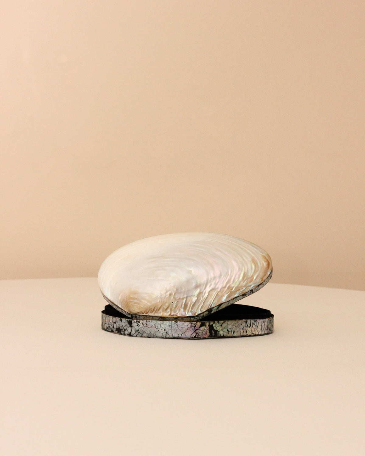 Boga Shell Shell Jewelry Box by Boga Avante Shop | The Oblist