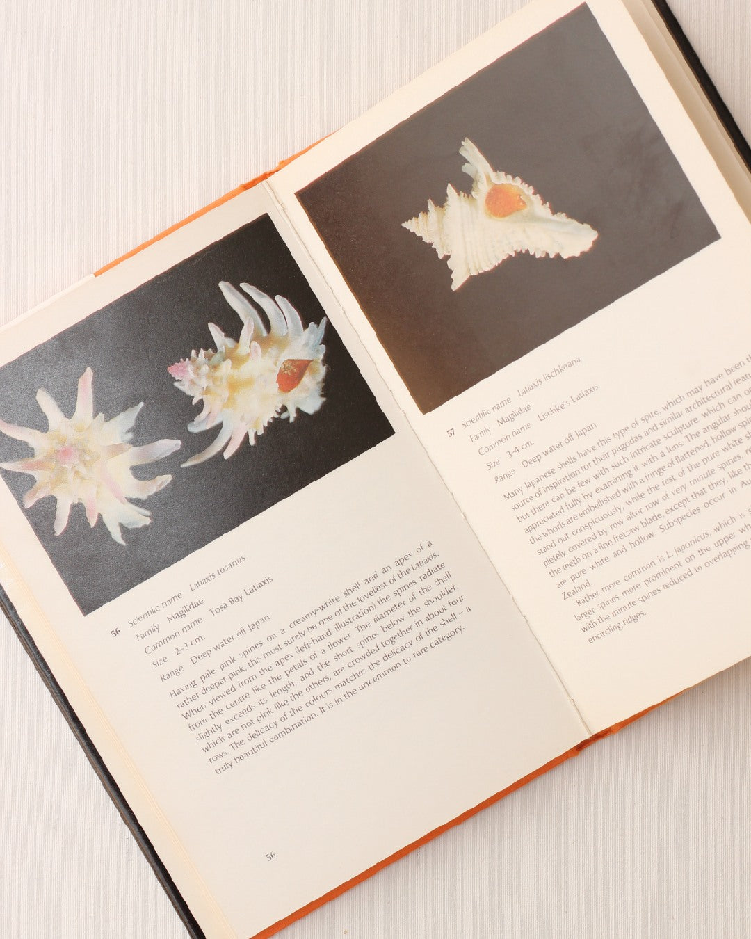 The World of Shells — close-up