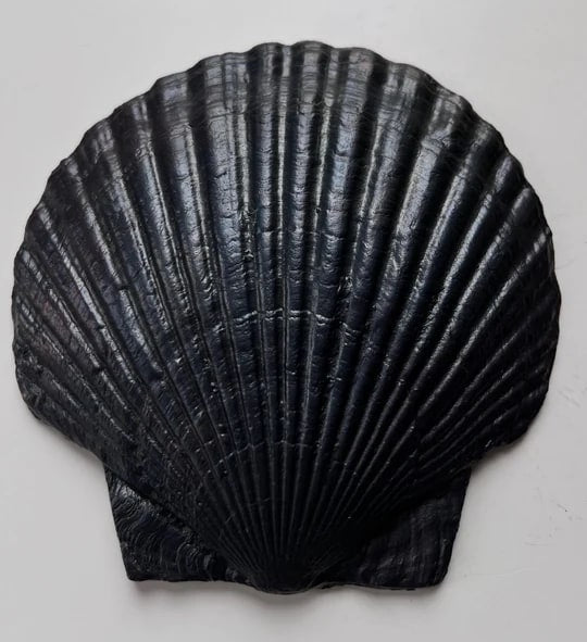 Plaque de Coquille Fossile
