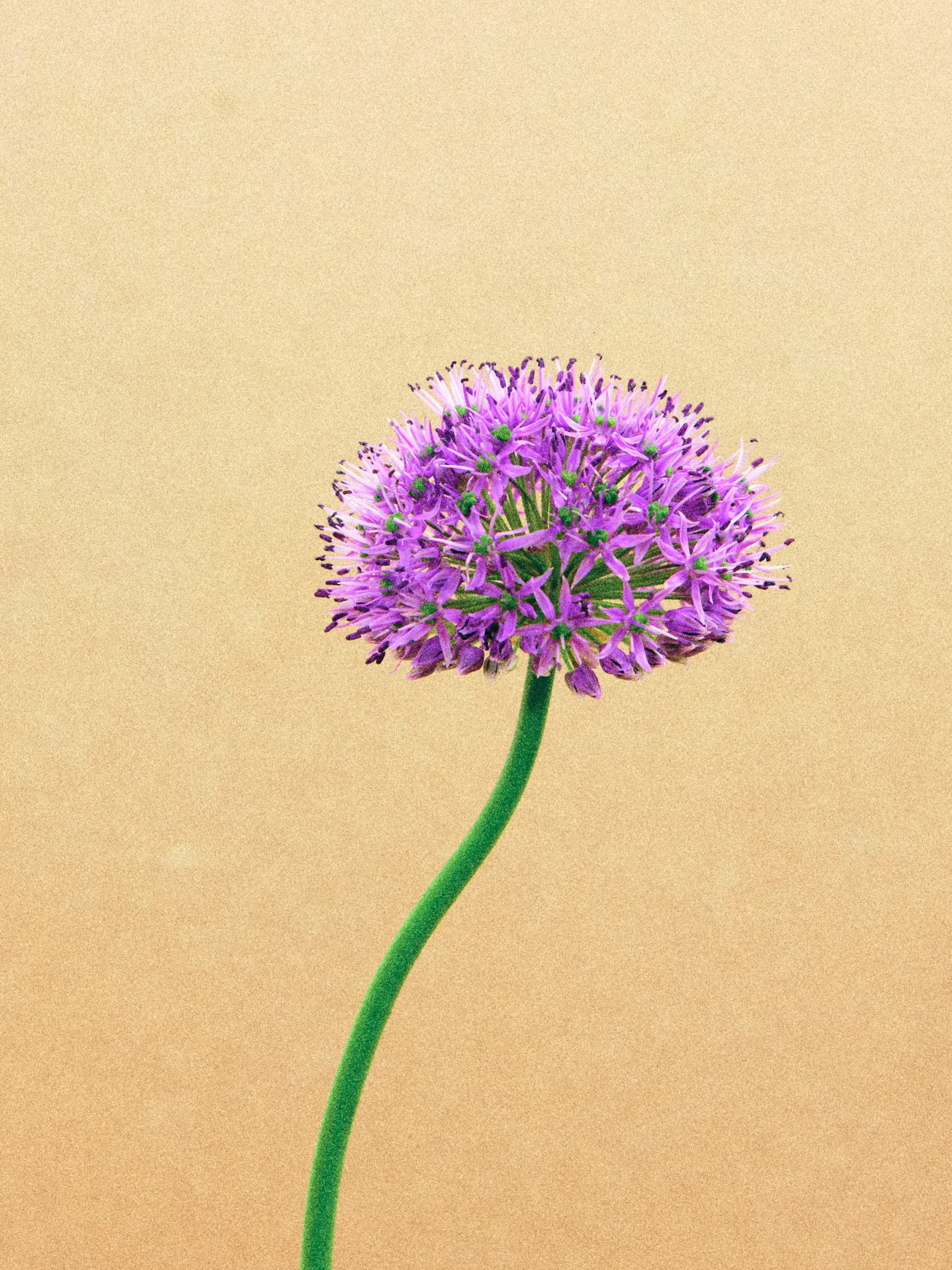 Vase 01 — close-up