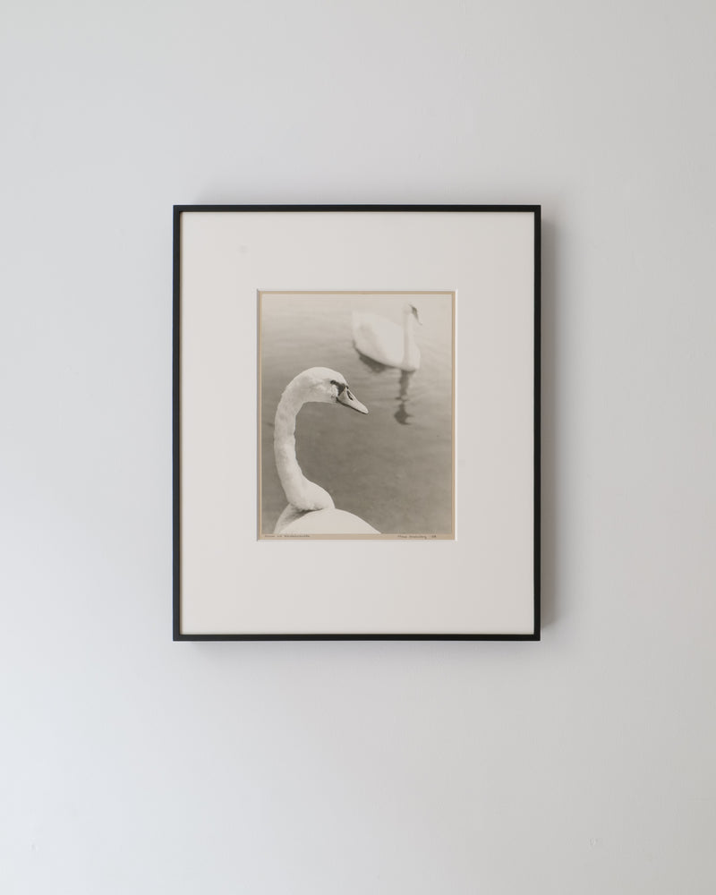 Photographie de cygnes par Hans Malmberg 1968