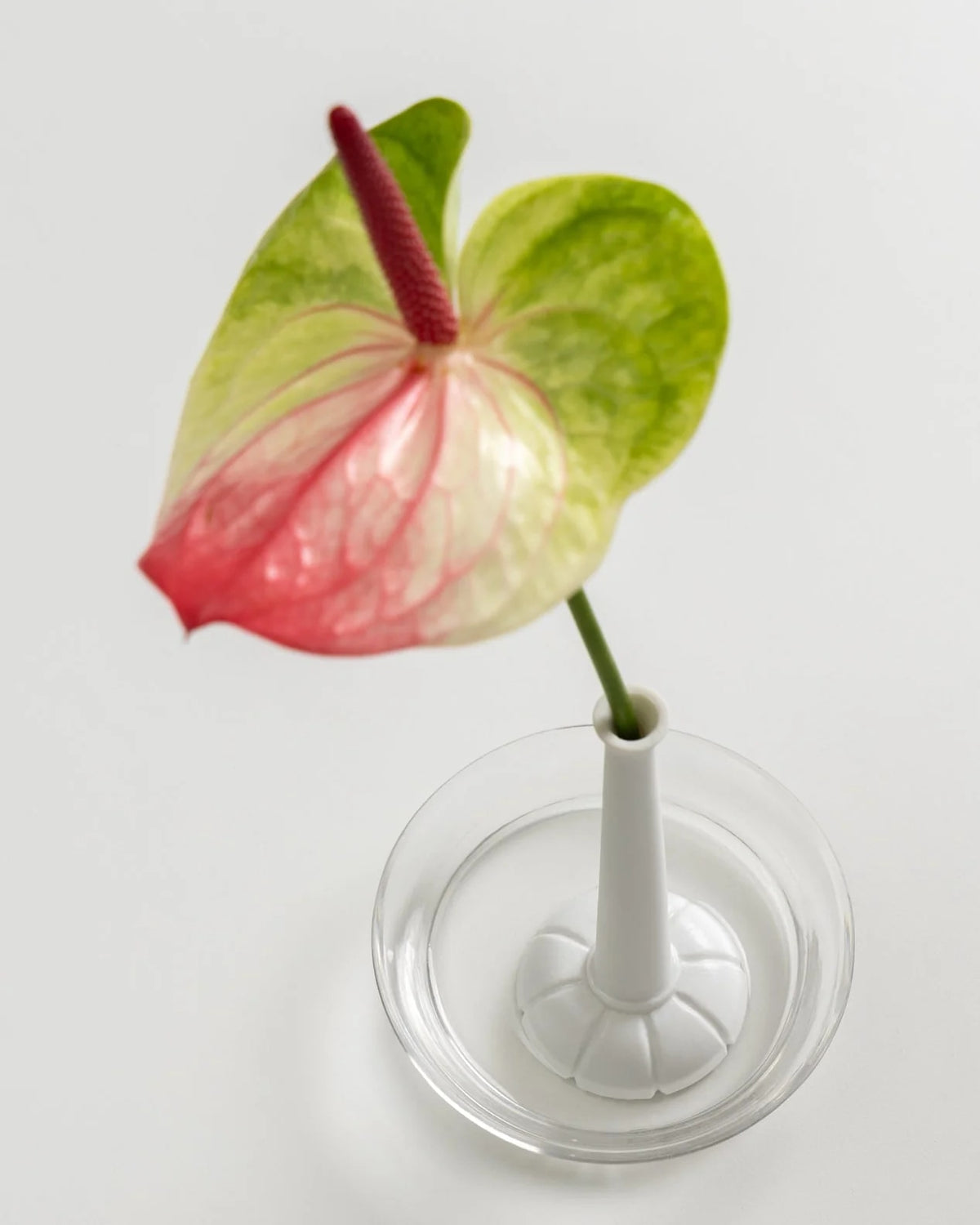 Miniflore Single Flower Vase by Claude Courtecuisse — lifestyle setting