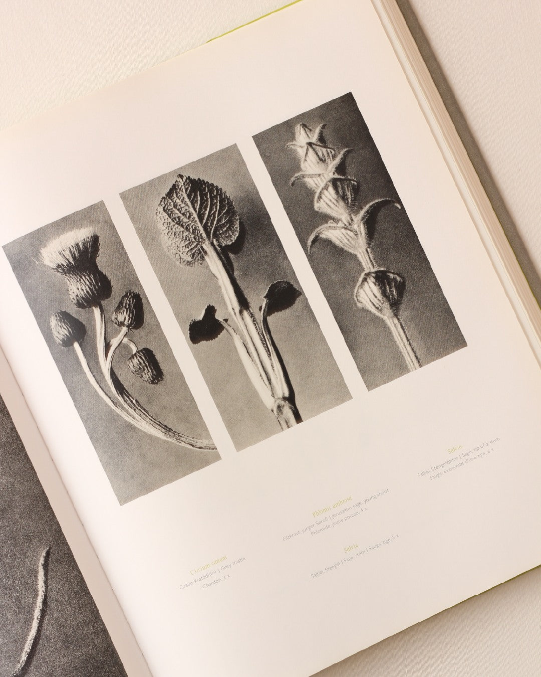 Karl Blossfeldt — detail view