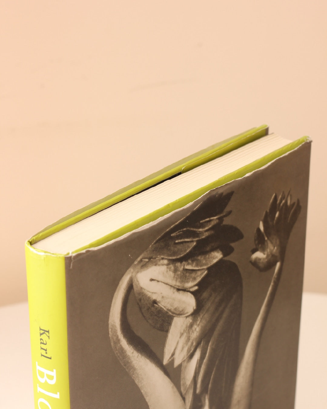 Karl Blossfeldt — alternate view