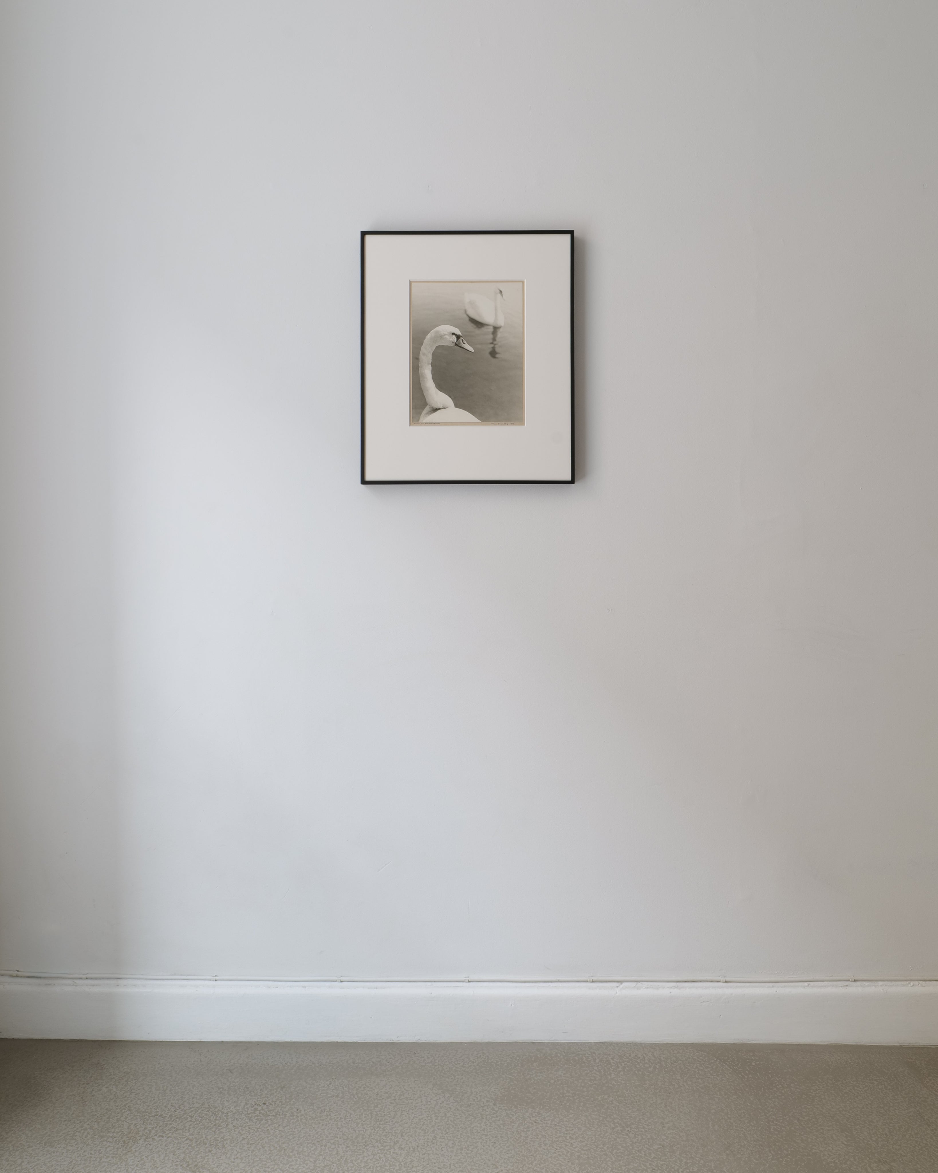 Hans Malmberg Swans Photograph 1968