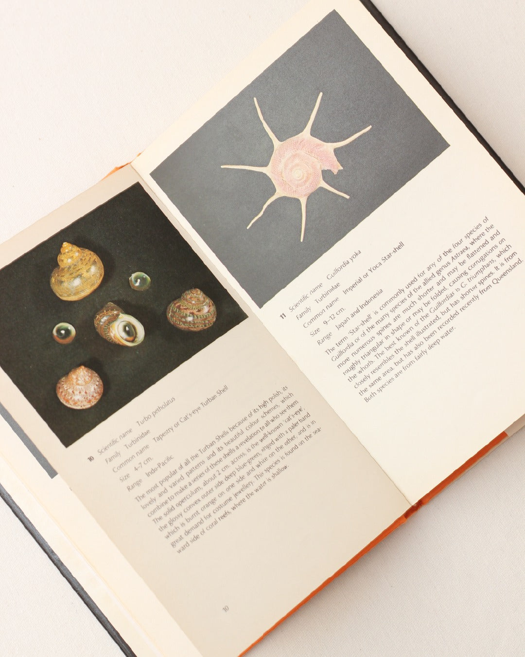 The World of Shells — detail view