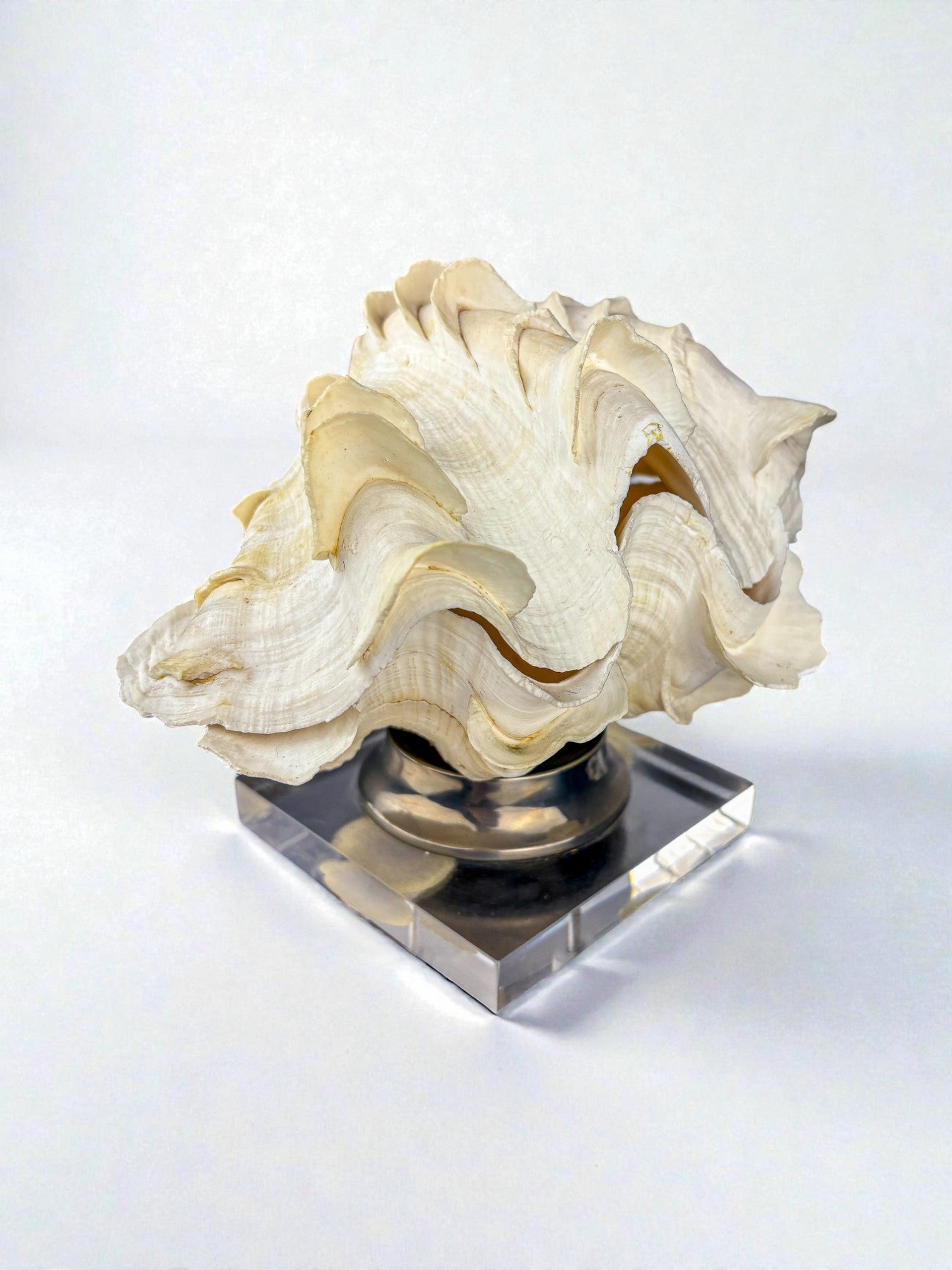 Large Tridacna Shell and lucite base vanity box, Spain, 1980's by Malamar Studio | The Oblist