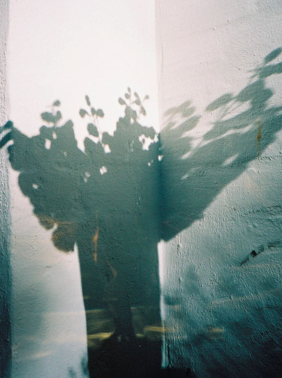 Mouthblown Oliver Vase — shadow detail against textured wall