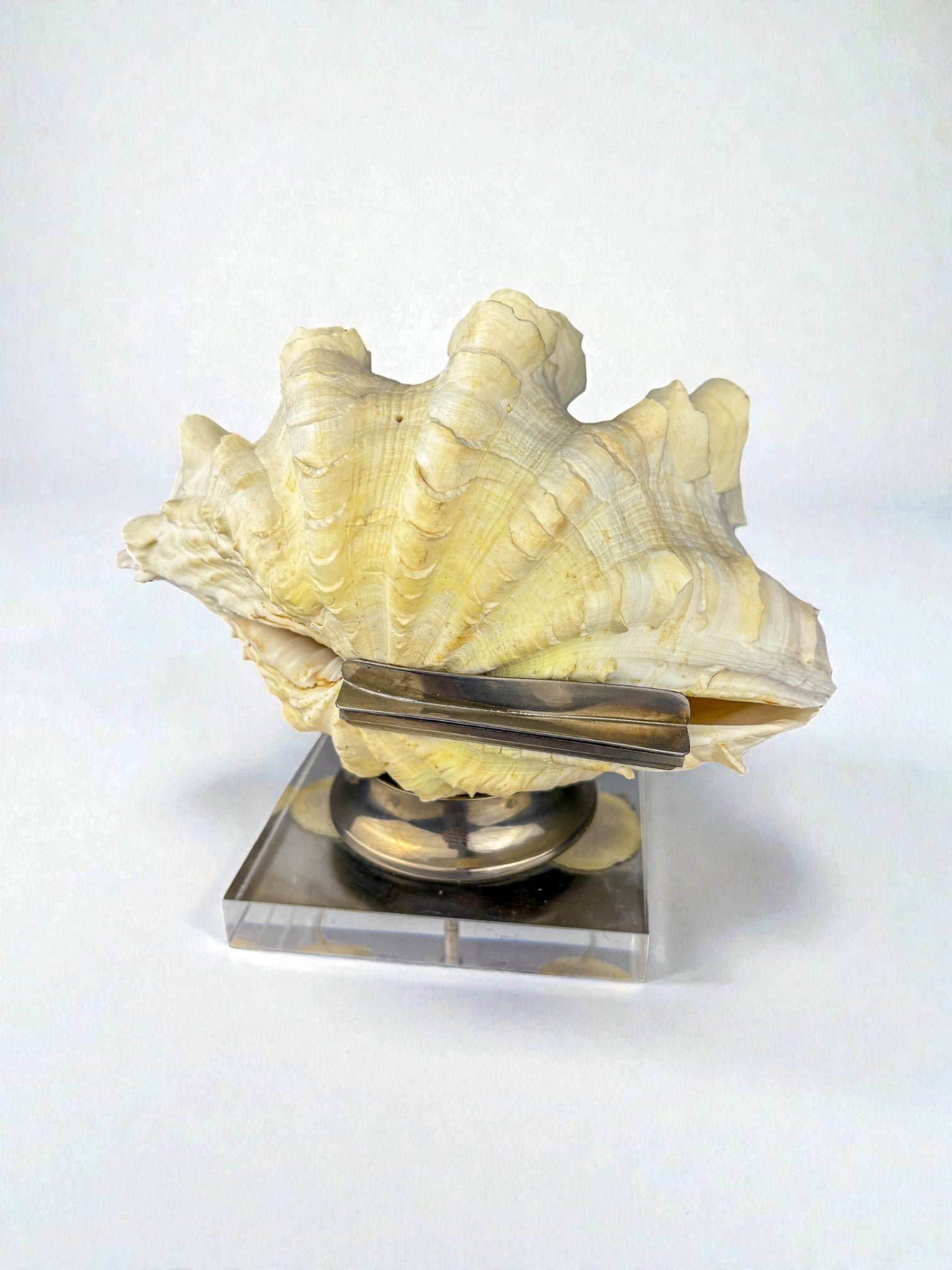 Large Tridacna Shell and lucite base vanity box, Spain, 1980's — close-up