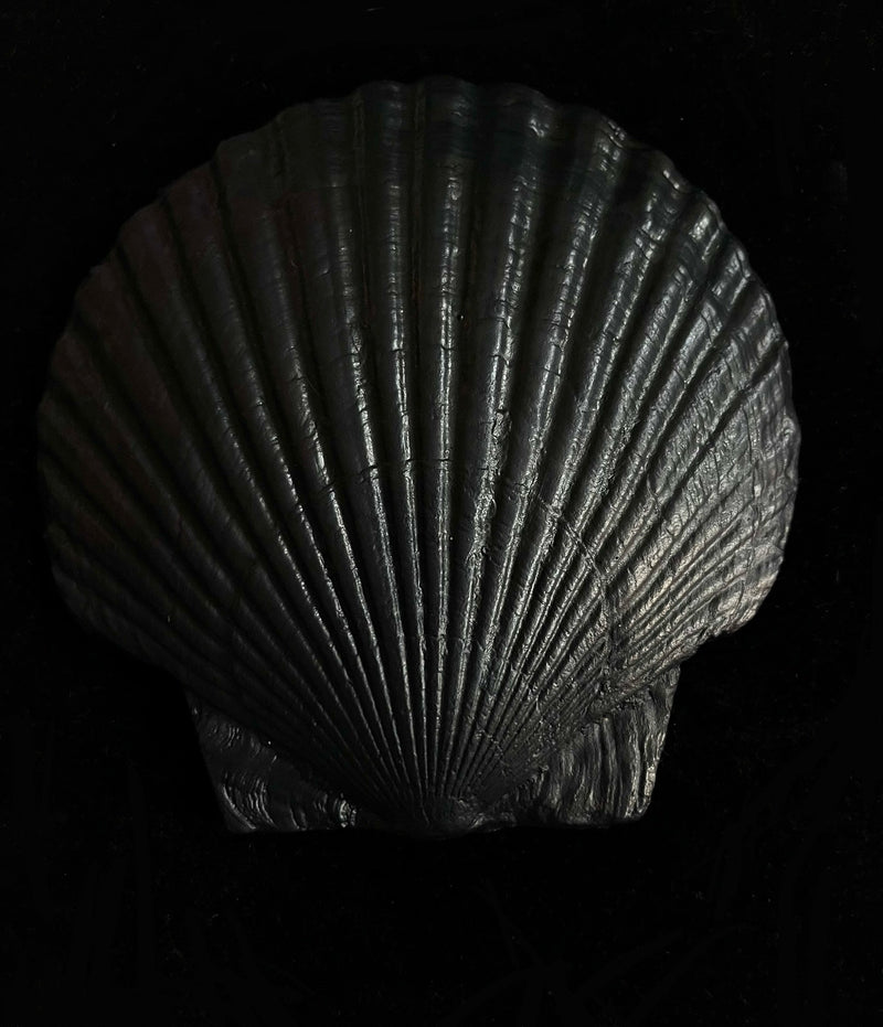 Fossil Shell Plate — close-up of textured black surface