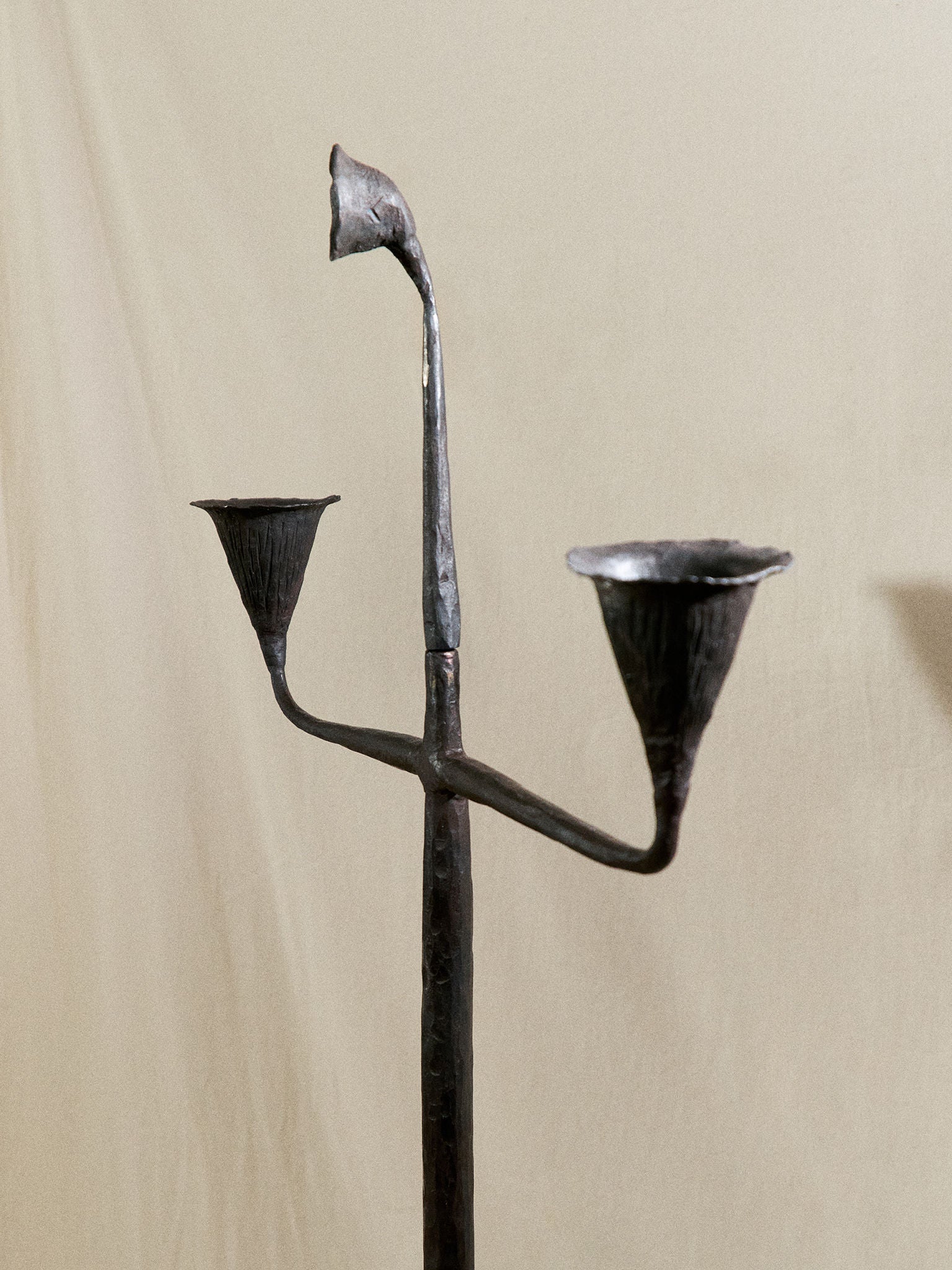 Campanula Candelabra