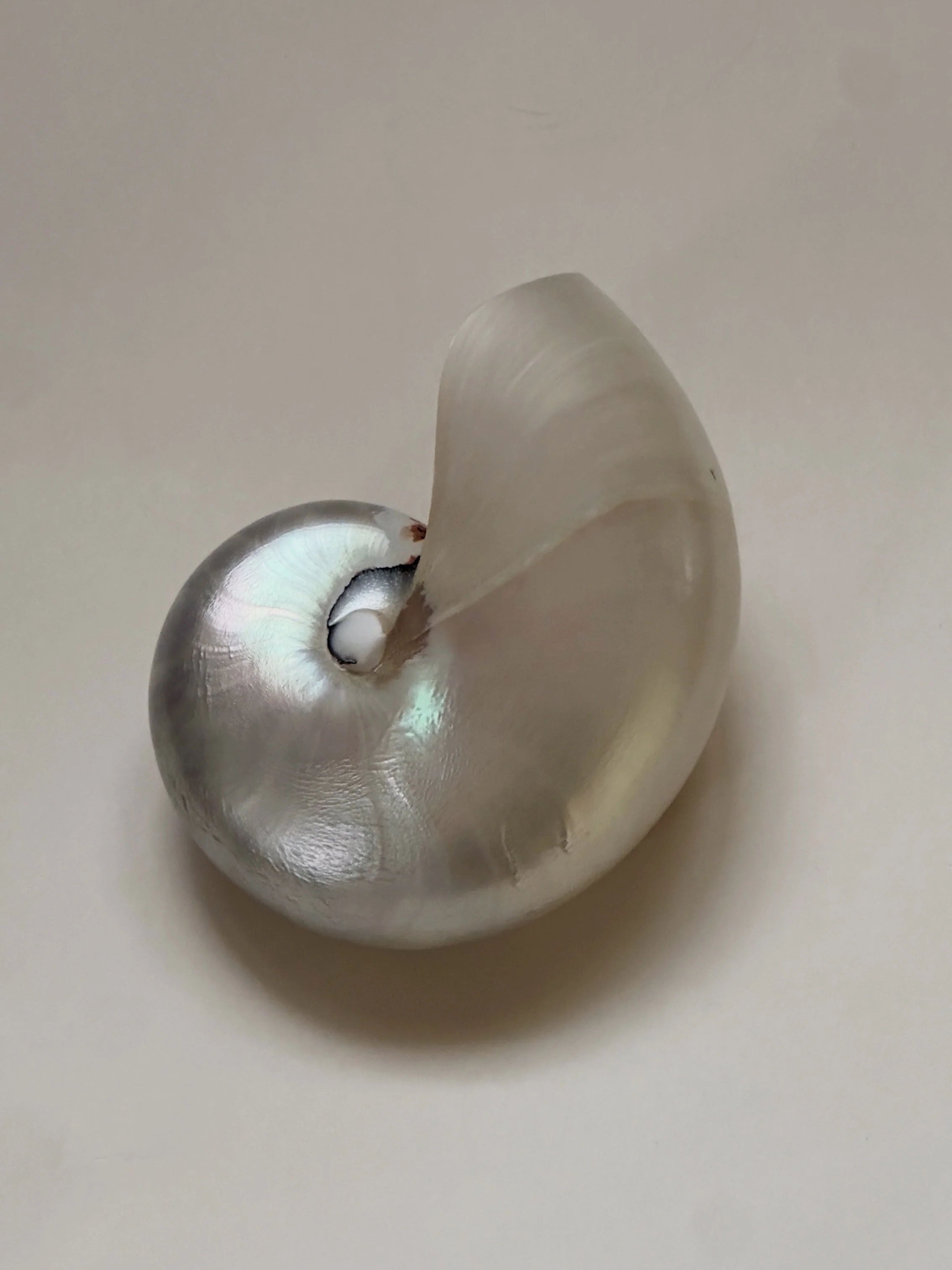 A close-up image displays the shiny, exquisite Galerie Storm Nautilus Shell, a vintage 12 cm masterpiece with its smooth, swirling surface and spiral shape against a plain, light background.