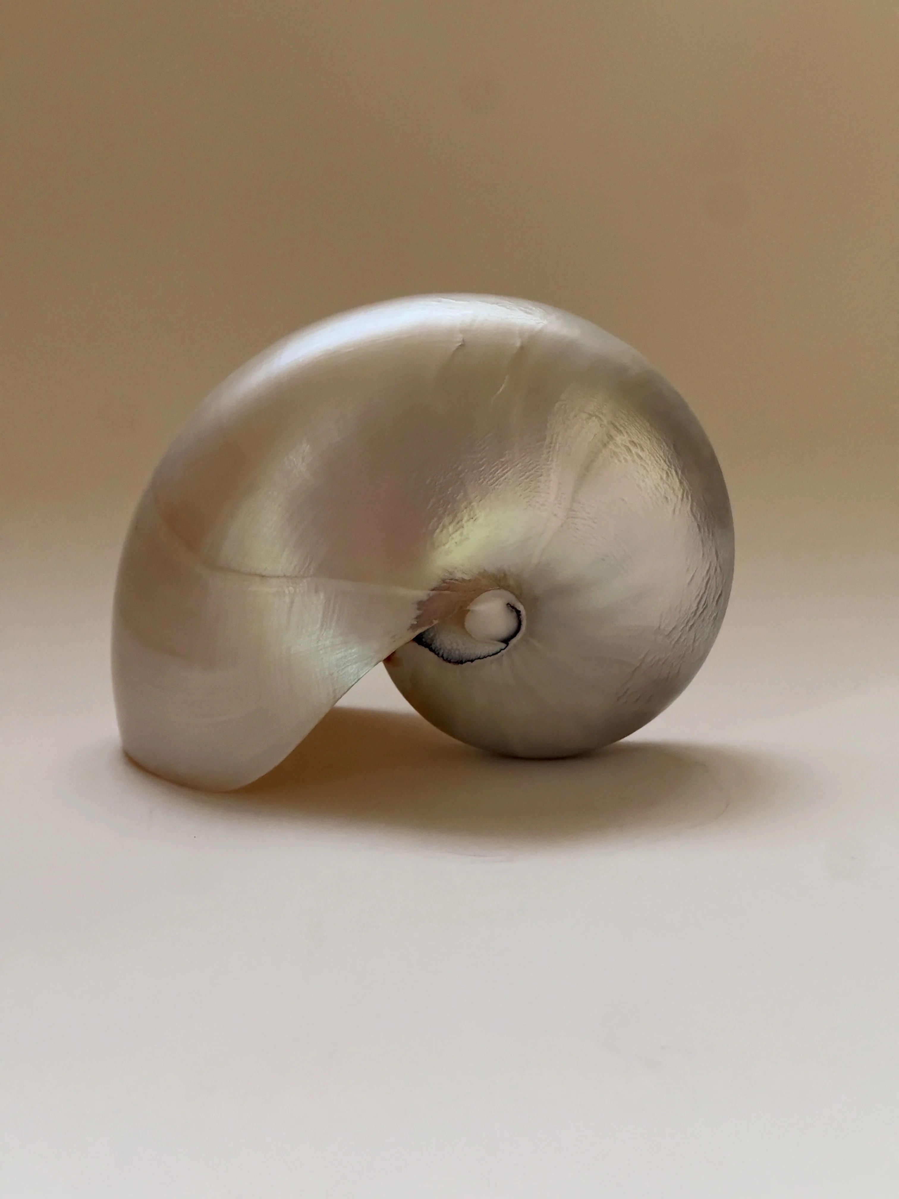 Close-up of the exquisite 12 cm Nautilus Shell by Galerie Storm, set against a neutral background. Its smooth curves and spiral design create a captivating, reflective surface that beautifully catches the light.