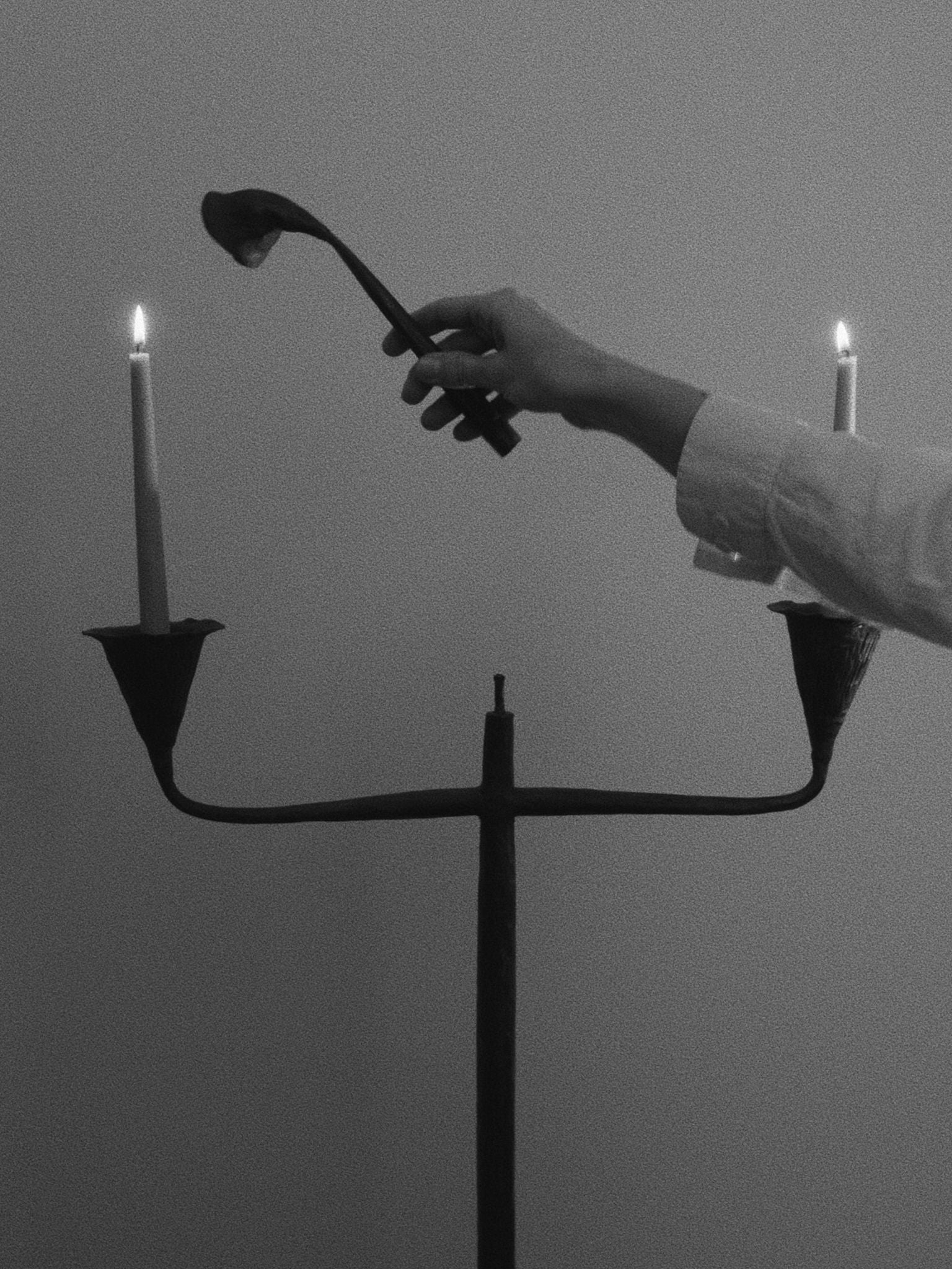 Campanula Candelabra