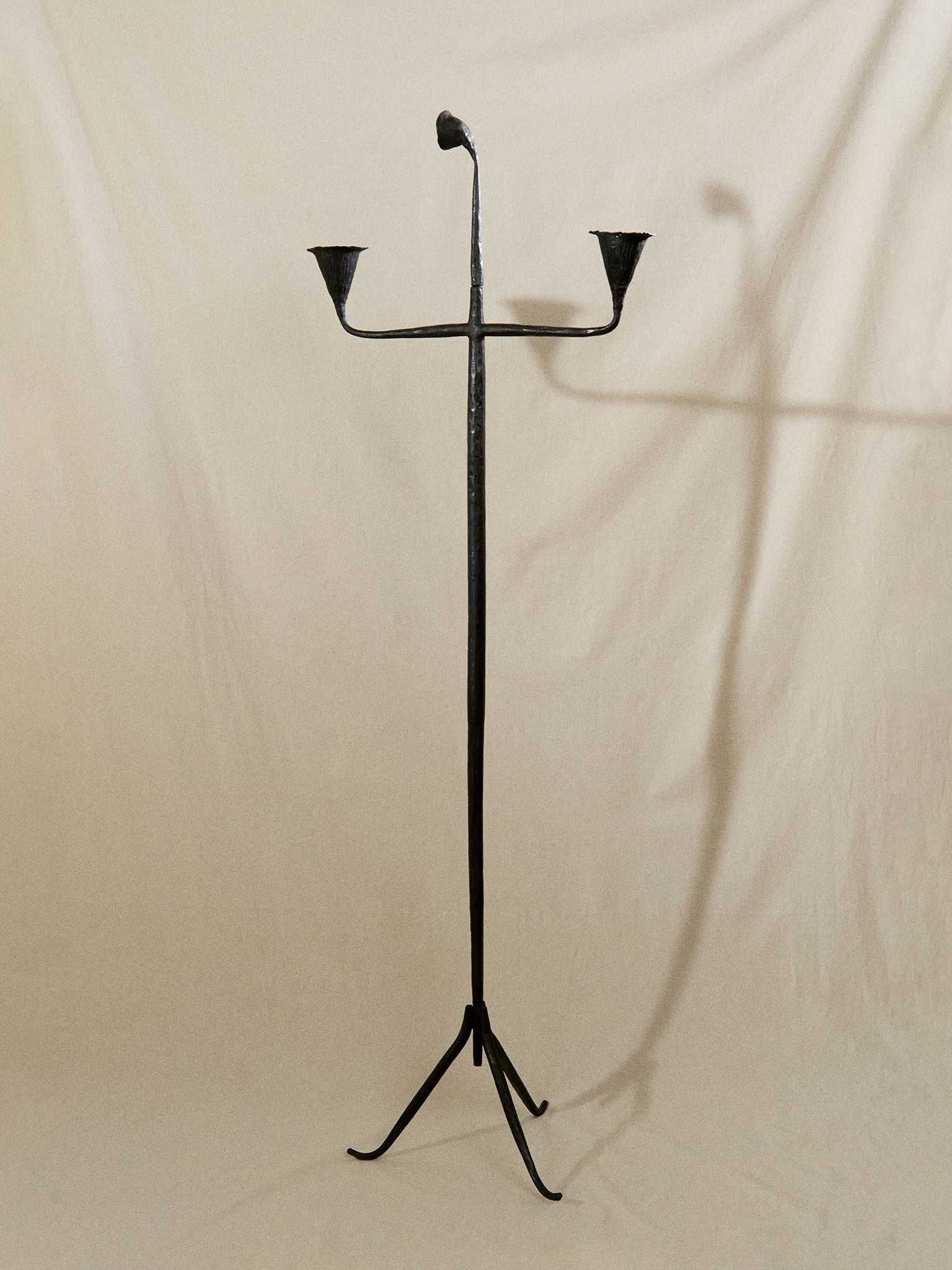 Campanula Candelabra