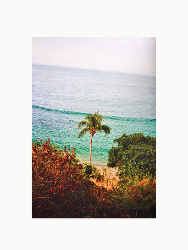 A serene coastal scene with a lone palm tree near golden sand, bordered by turquoise waters. The image, reminiscent of Puerto Escondido—a renowned surf destination—is framed by lush green shrubs in the foreground and a clear horizon where the sea meets the sky. Puerto Escondido by Bastien Lattanzio from Maison Plage captures this picturesque beauty perfectly.