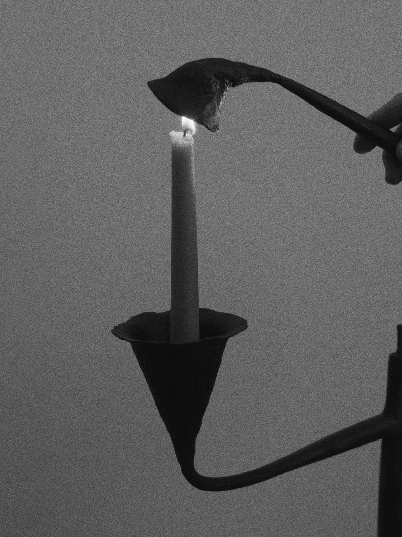 Campanula Candelabra