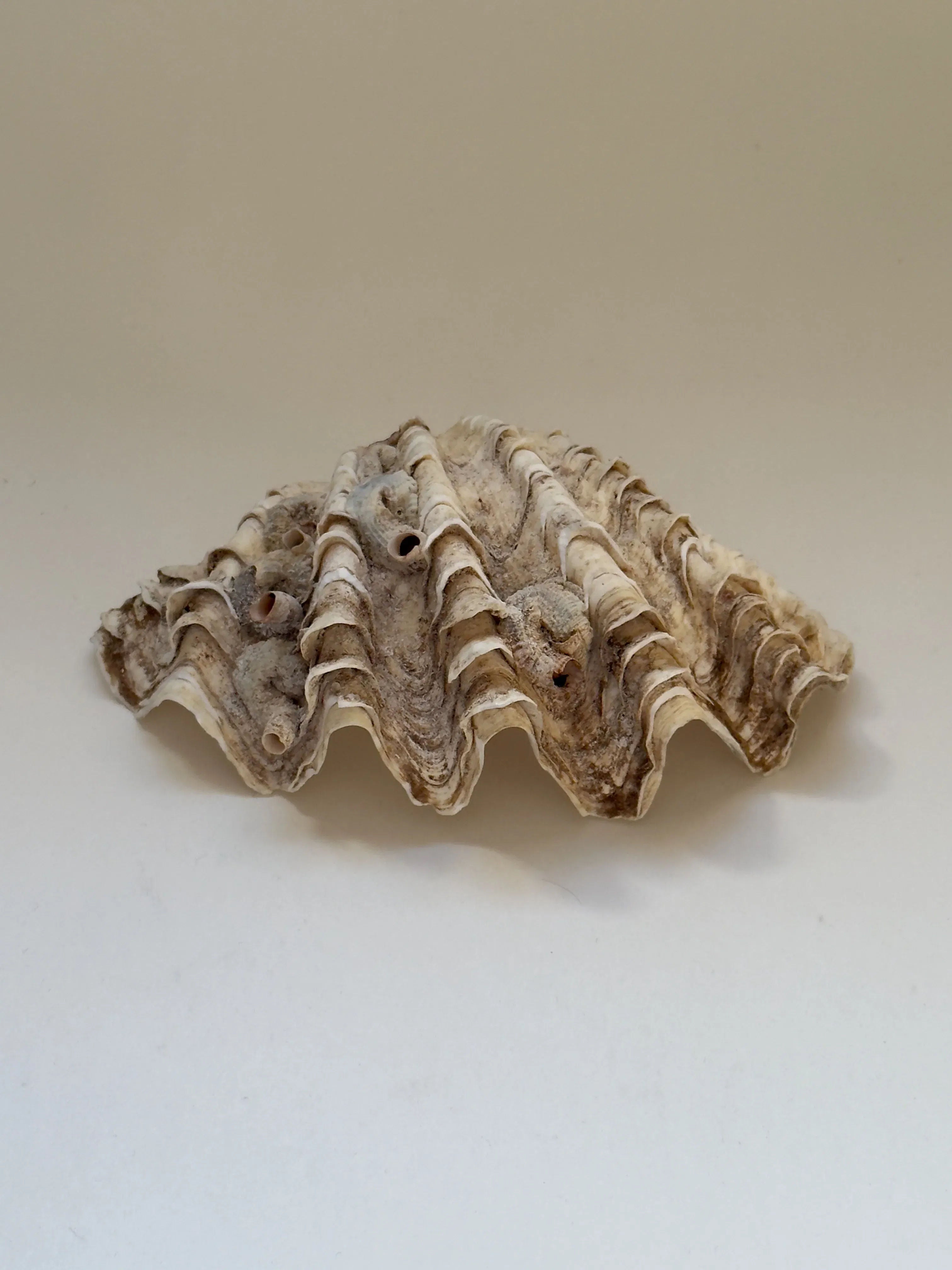 The Galerie Storm Antique Clam Shell features a large, textured surface with wavy ribs and rough edges. Its colors range from off-white to light brown, highlighting nature's subtle wonders against a plain, light background.