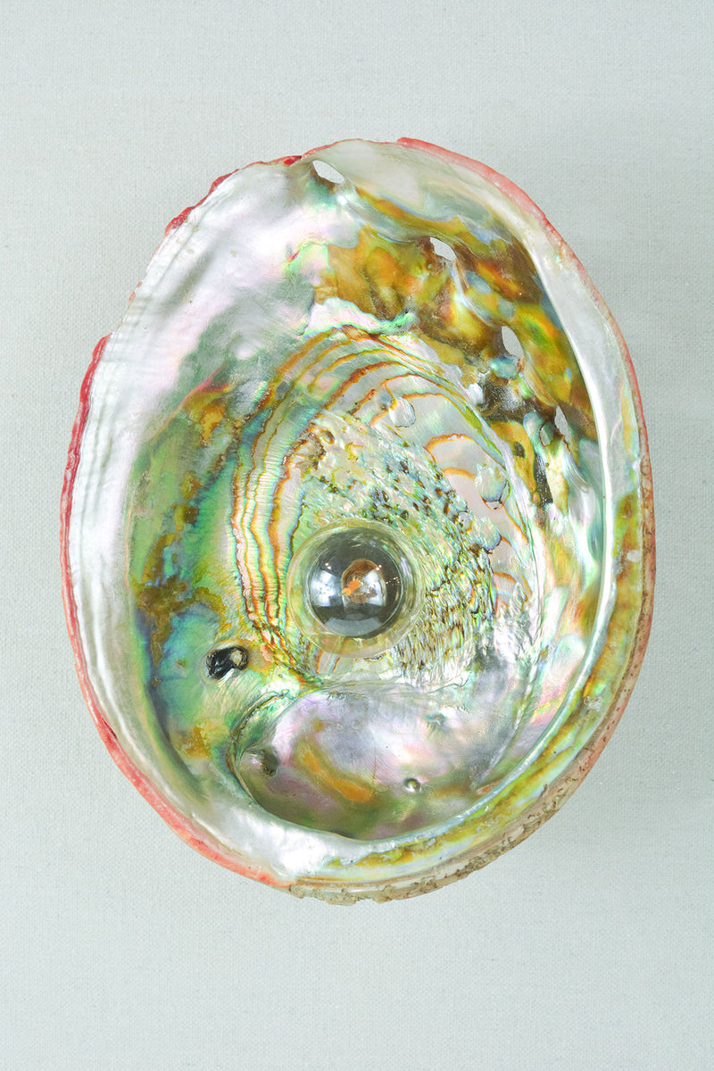 Interior detail of abalone shell wall sconce showing iridescent nacre