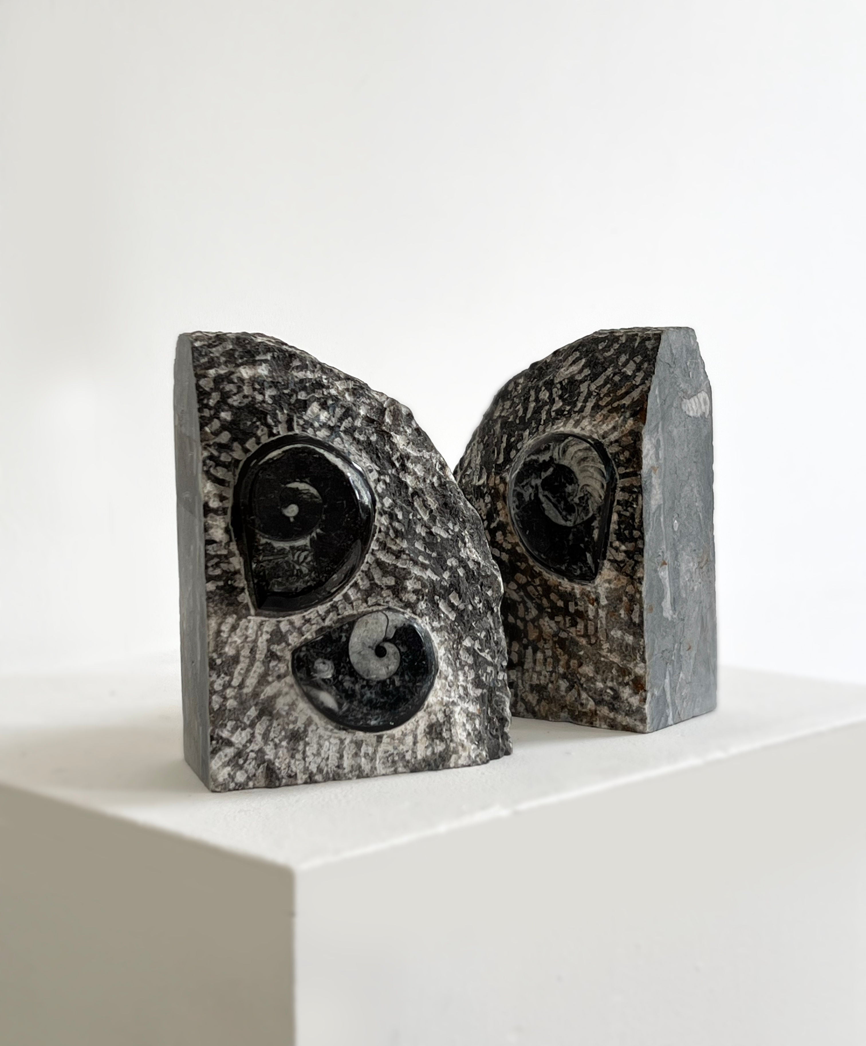 Fossilised Orthoceras Bookends