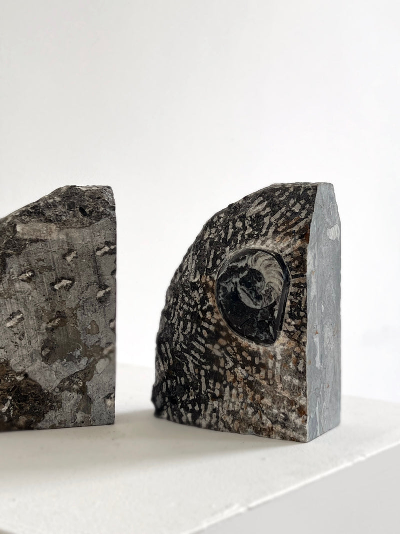 Porter Studio’s Fossilised Orthoceras Bookends display prominent shell imprints and earthy natural textures on honed stone, showcased on a white surface with a light plain background.