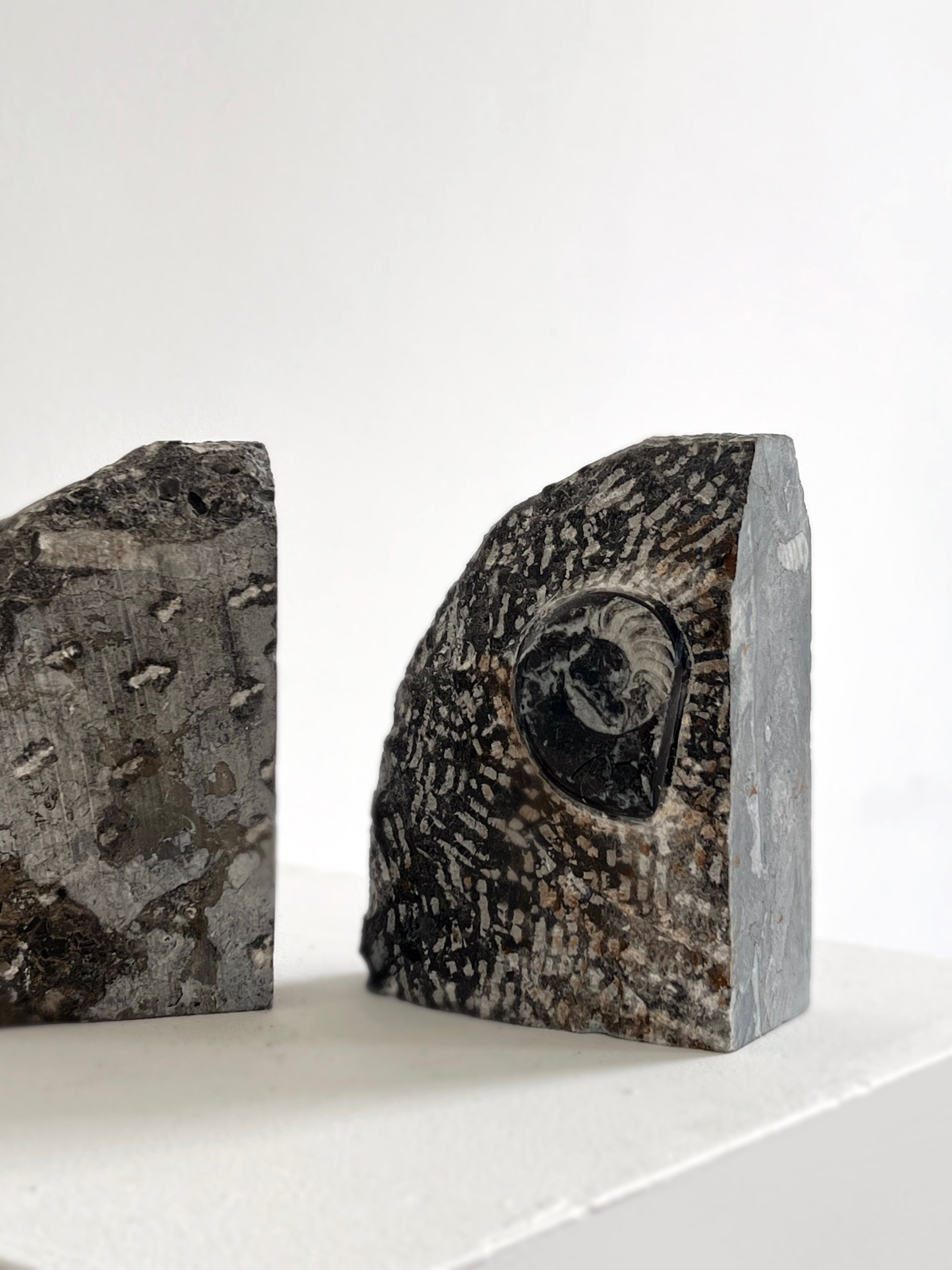 Fossilised Orthoceras Bookends