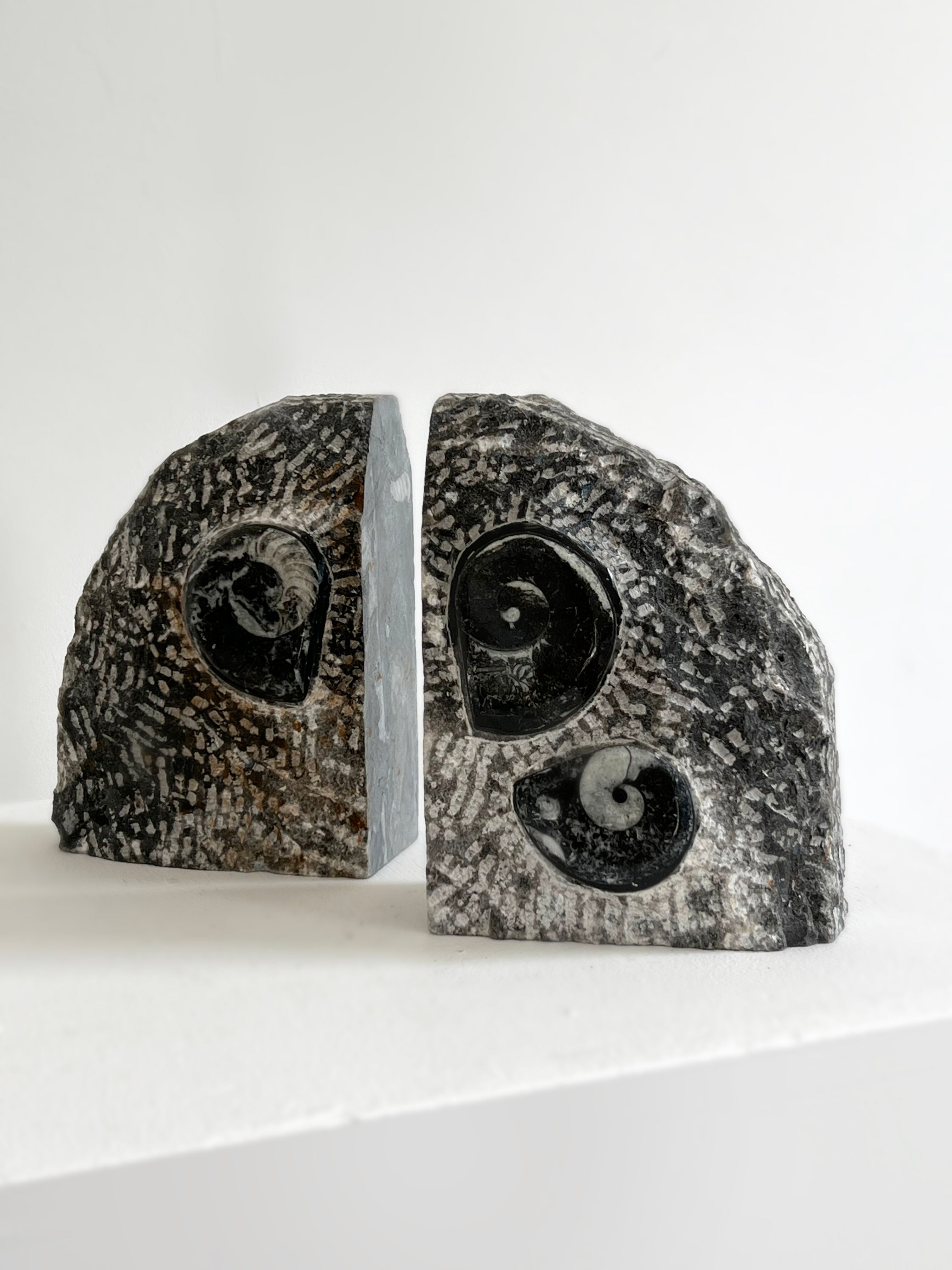 Fossilised Orthoceras Bookends