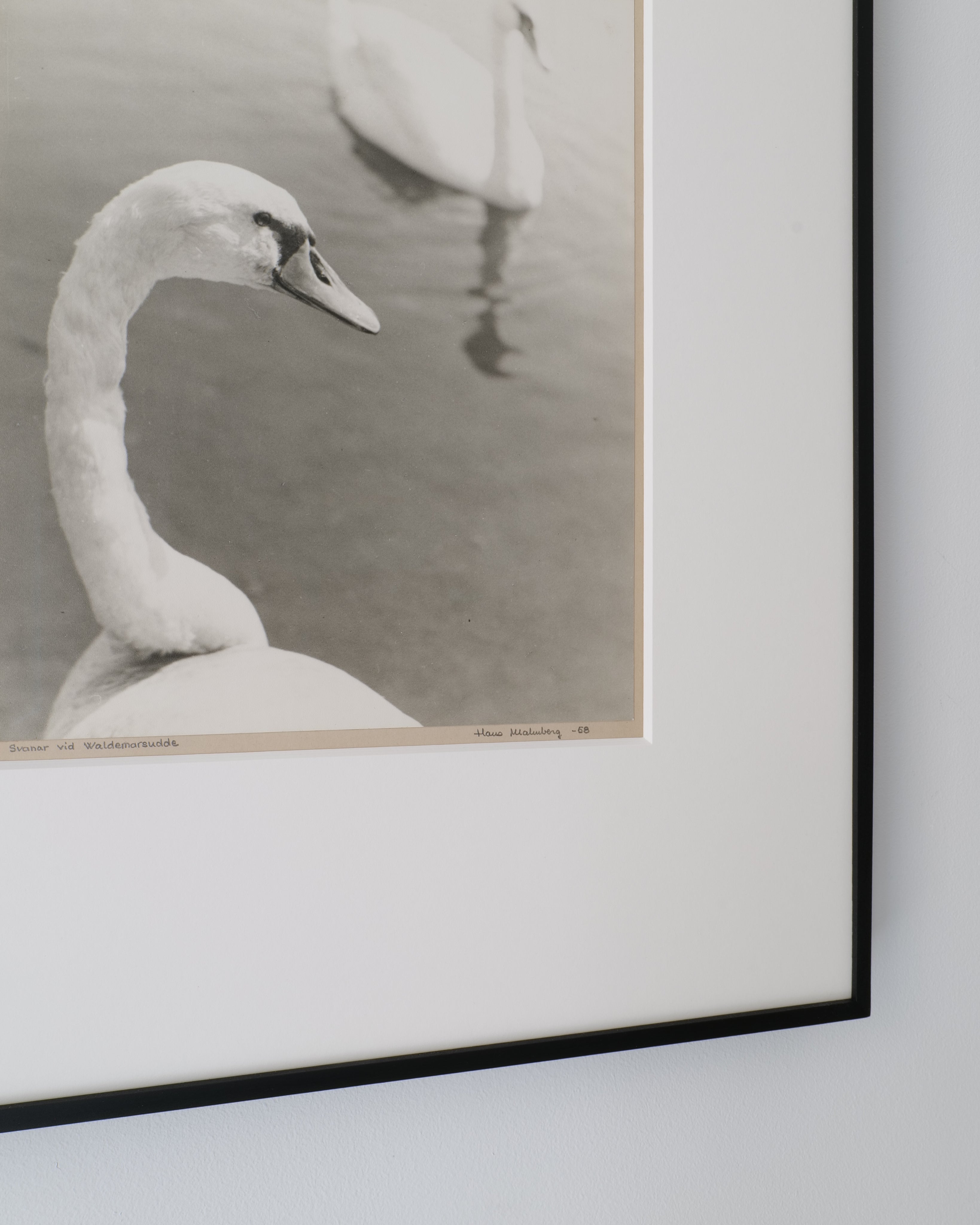 Hans Malmberg Swans Photograph 1968