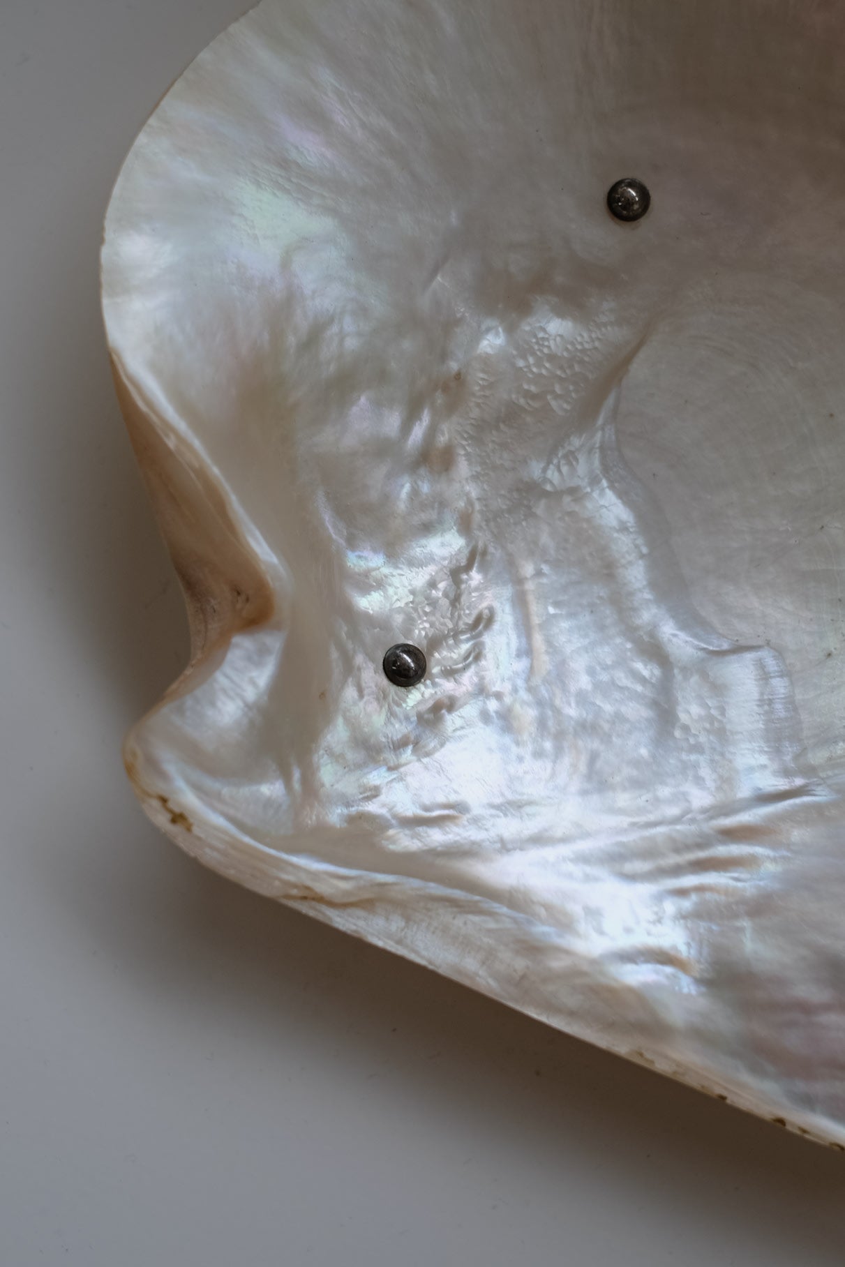 Mother-of-pearl Shell Vide-poches — side angle showing iridescent surface details