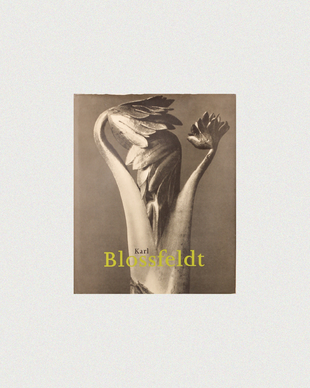 Karl Blossfeldt by Boga Avante Shop | The Oblist