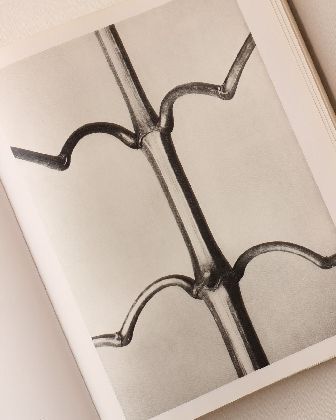 Karl Blossfeldt — lifestyle setting