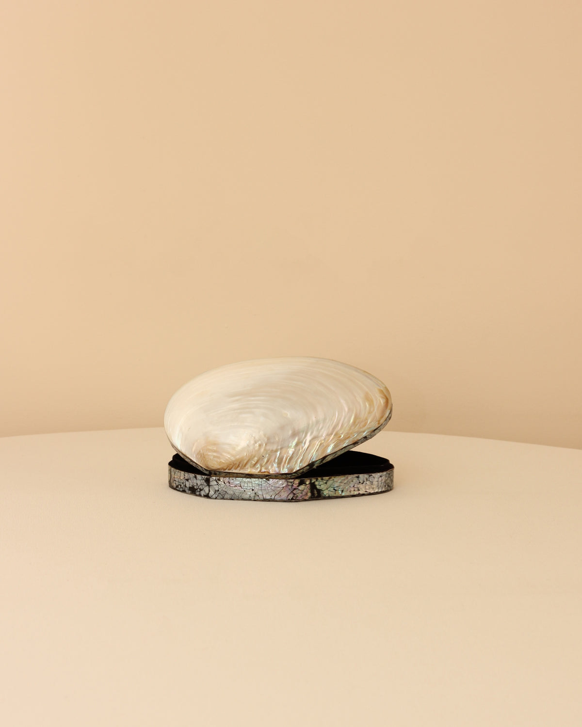 Boga Shell Shell Jewelry Box by Boga Avante Shop | The Oblist