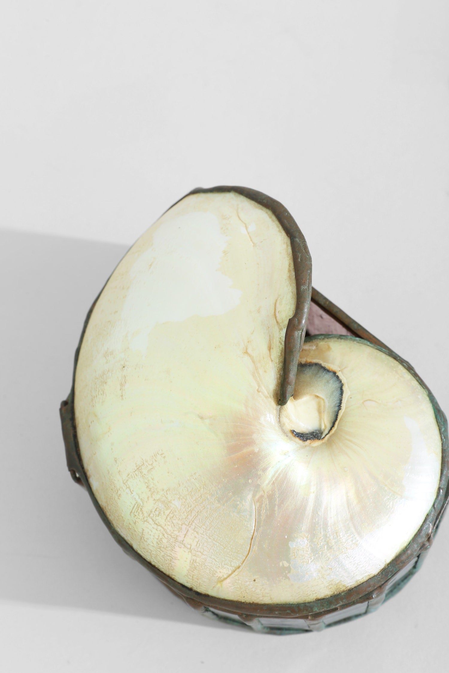 Nautilus Shell Jewelry Box — in context