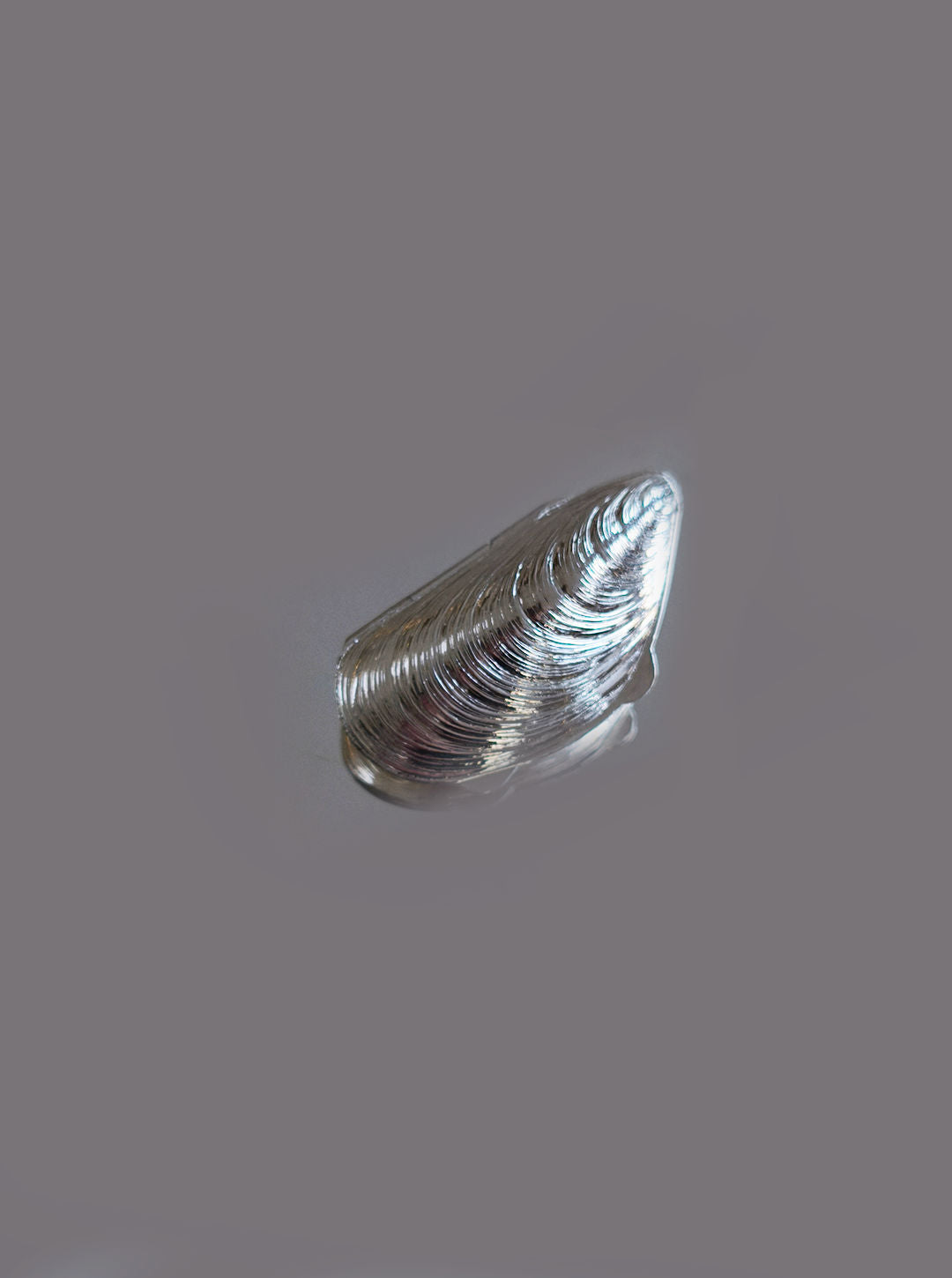 Small Shell Pill Box — detail view