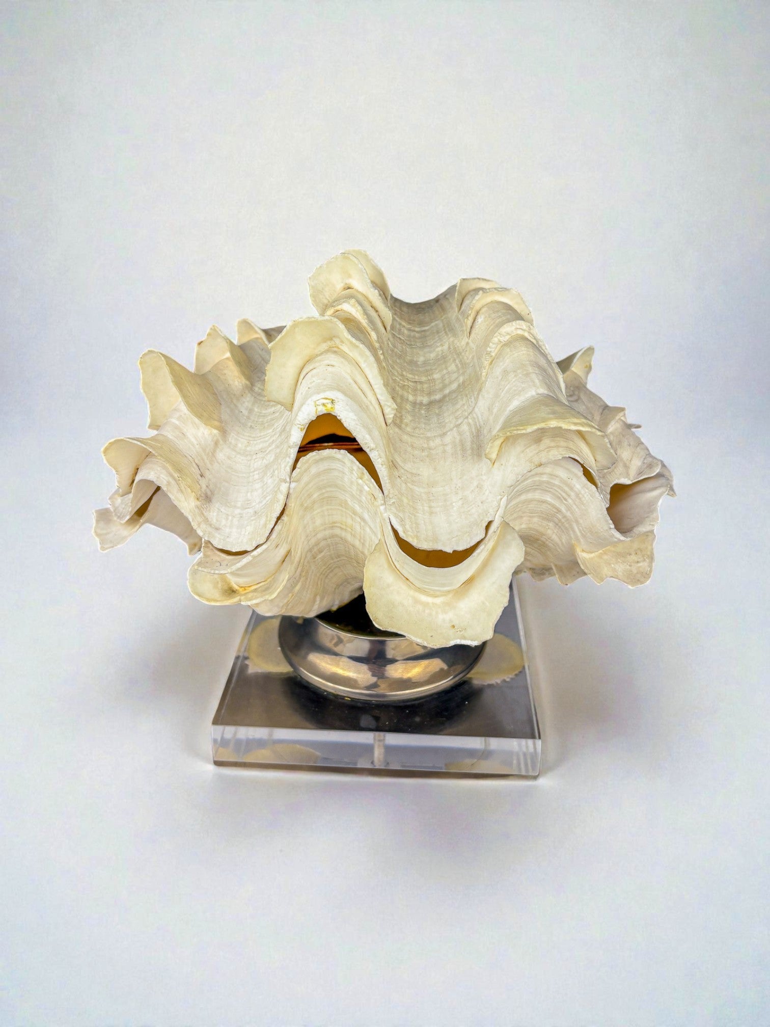 Large Tridacna Shell and lucite base vanity box, Spain, 1980's — detail view