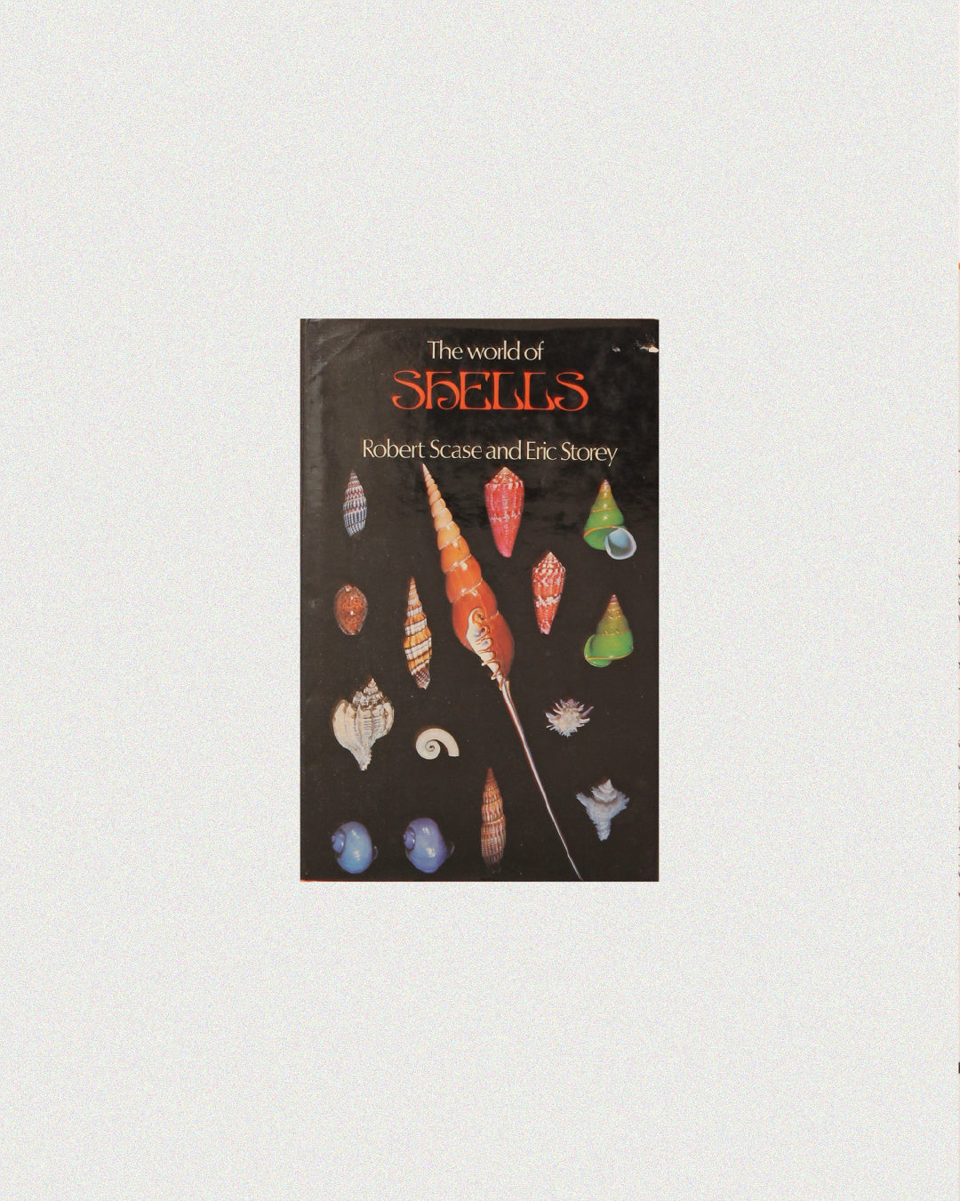 The World of Shells by Boga Avante Shop | The Oblist