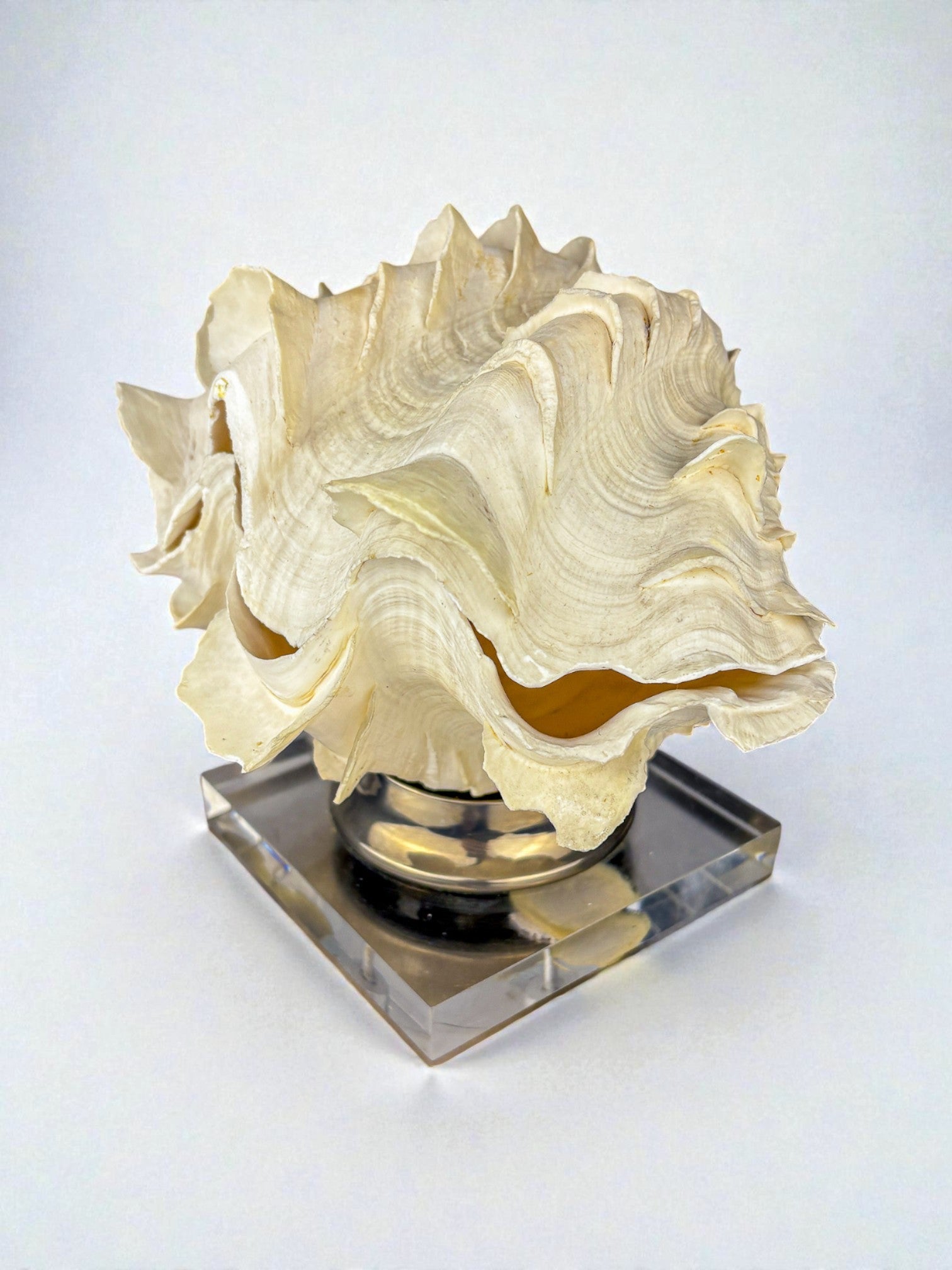 Large Tridacna Shell and lucite base vanity box, Spain, 1980's — lifestyle setting