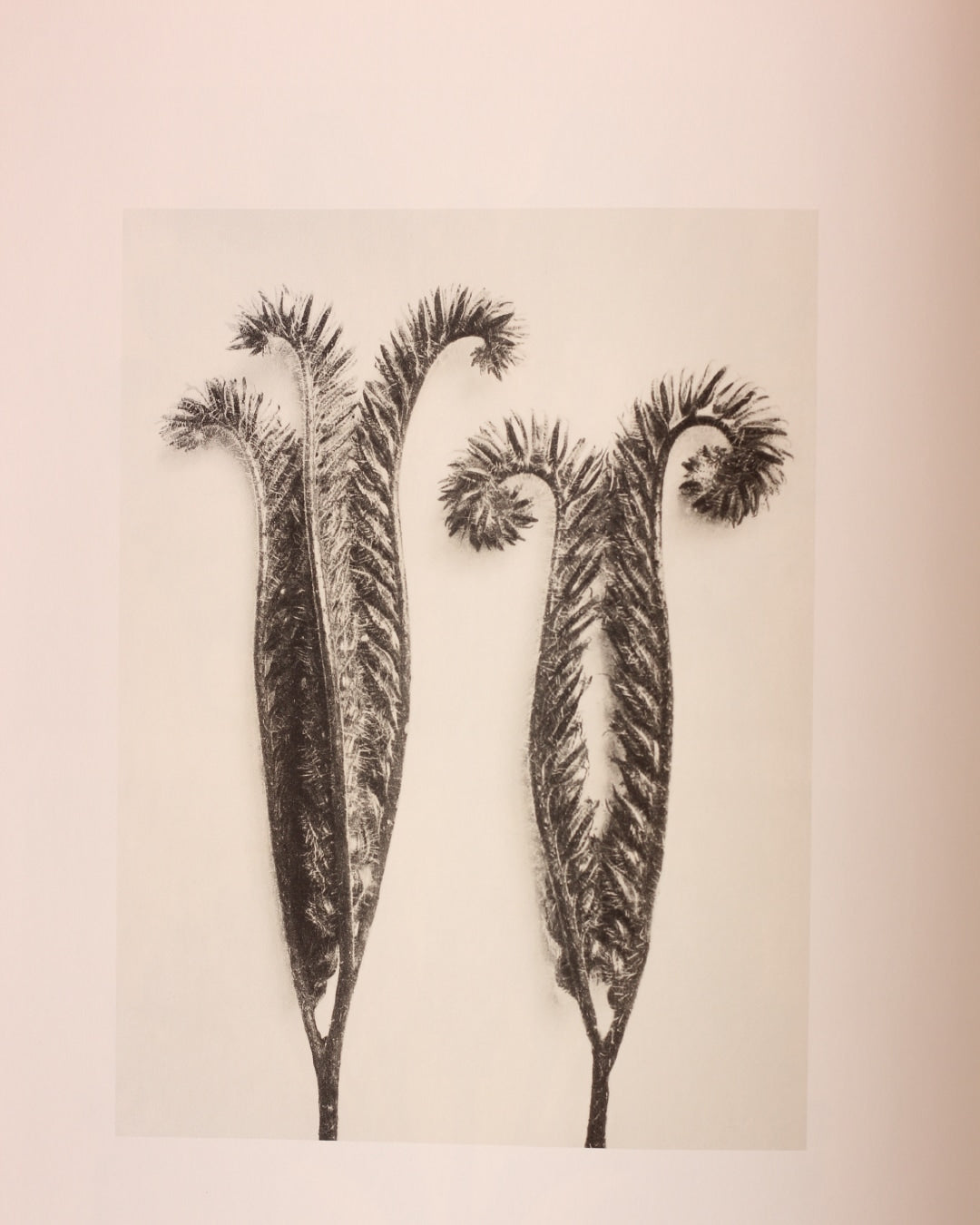 Karl Blossfeldt — close-up