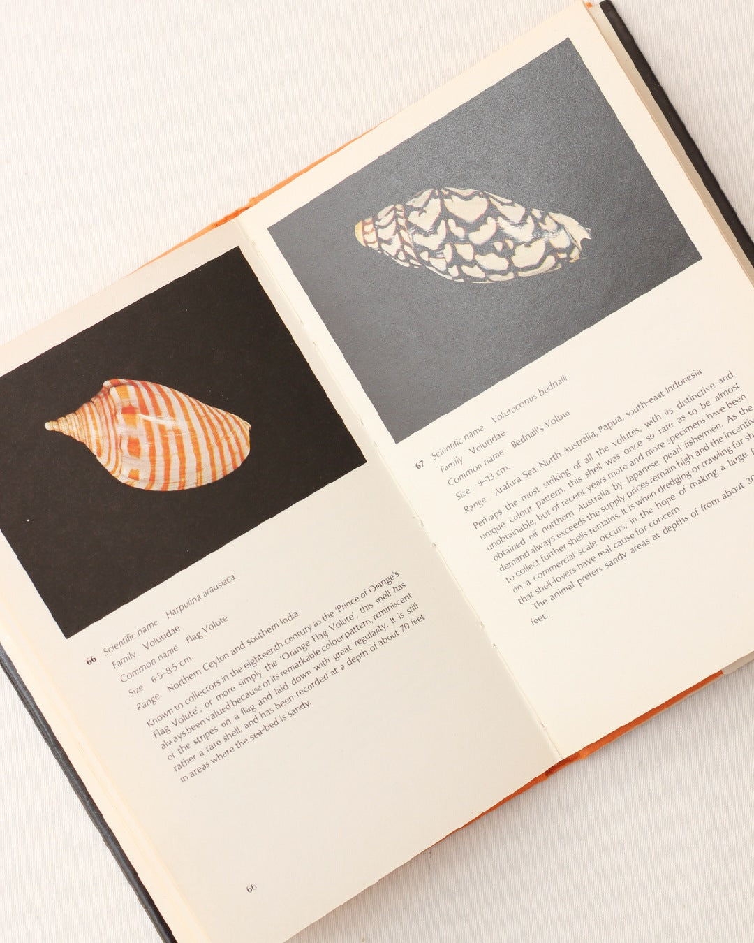 The World of Shells — lifestyle setting