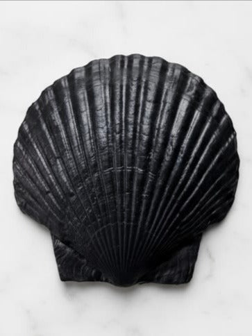 Plaque de Coquille Fossile