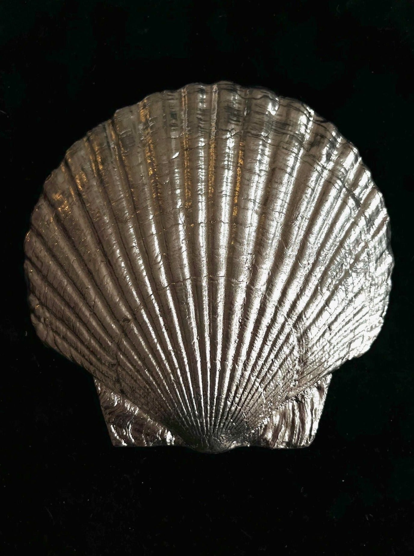Fossil Shell Plate in Silver